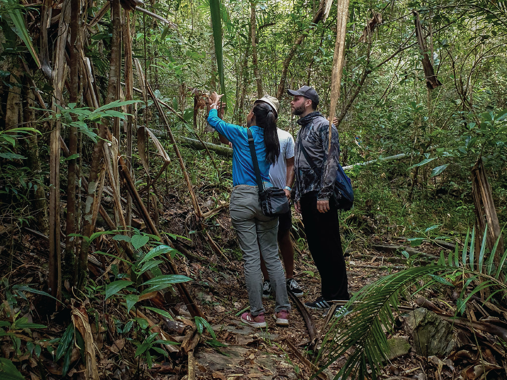 Langkawi SkyTrail Hiking and Cable Car Experience