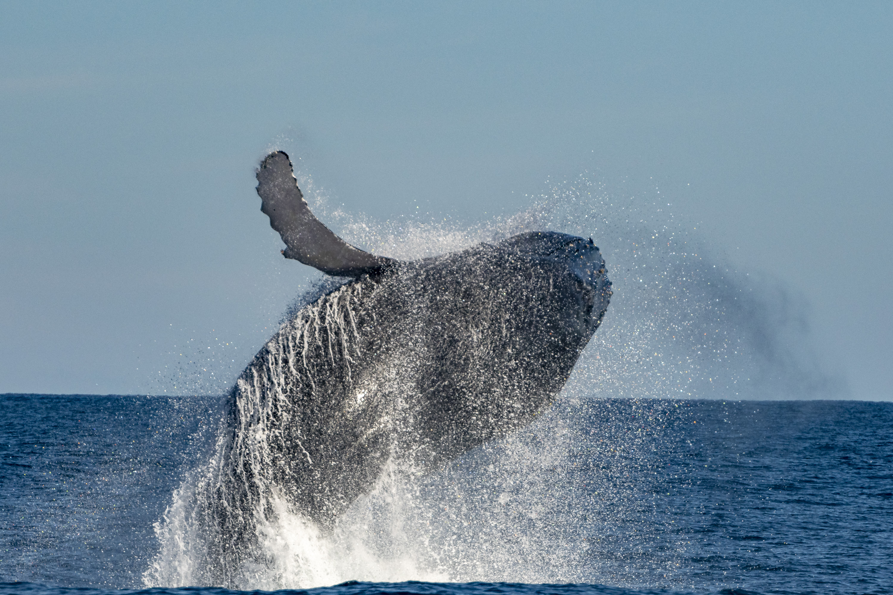 Whale Watching in Sydney 