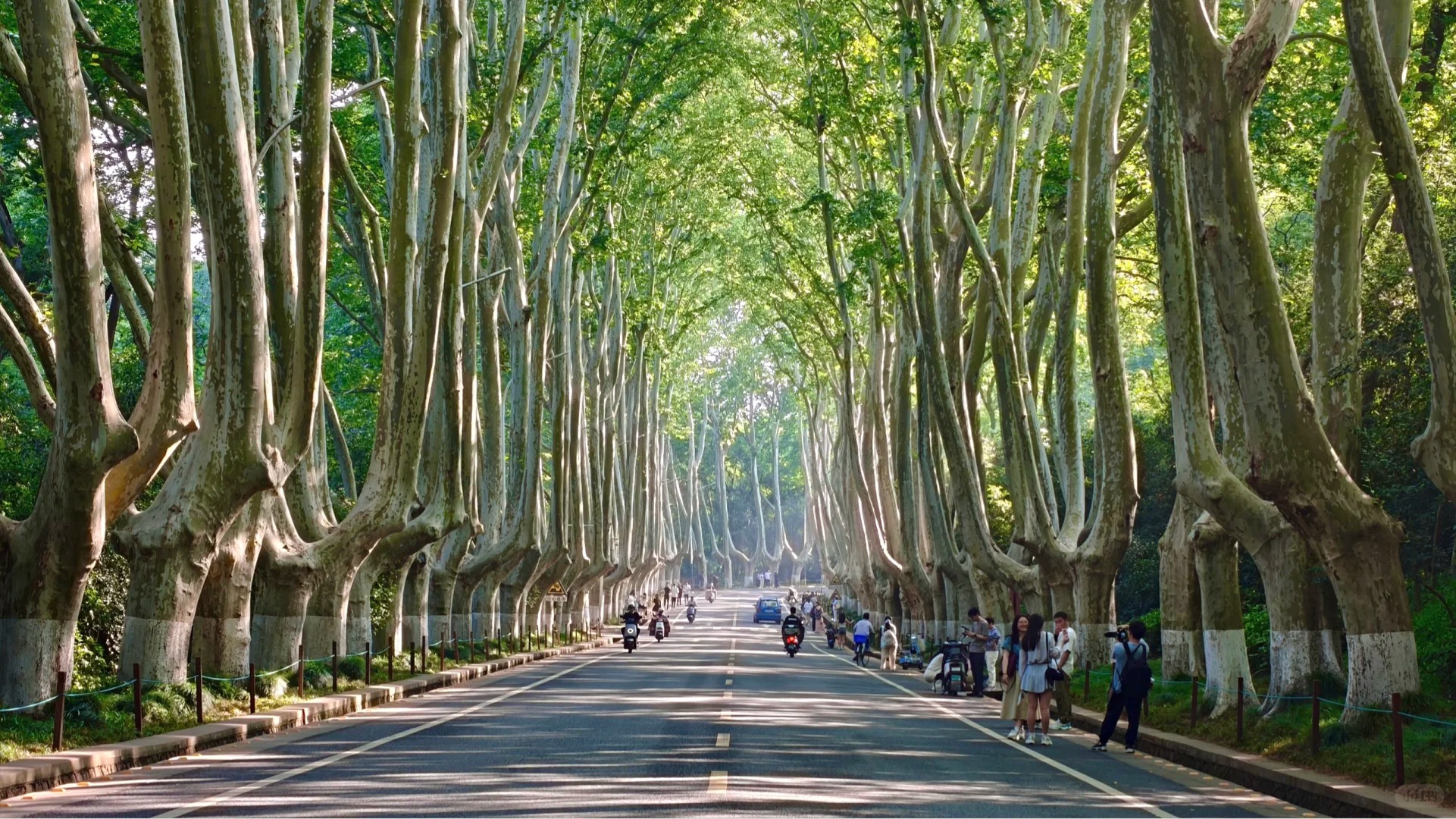 在南京,春天藏在梧桐大道的枝丫間。當第一縷春風拂過,大道兩側的梧桐樹便被悄悄喚醒。嫩綠的新芽像是一夜之間冒了出來,層層疊疊地佈滿枝頭,在陽光的輕撫下閃爍著生命的光澤。陽光穿過葉間的縫隙,在地面投下斑駁的光影,像是大自然精心繪製的畫作。 在南京,春天藏在梧桐大道的枝丫間。當第一縷春風拂過,大道兩側的梧桐樹便被悄悄喚醒。嫩綠的新芽像是一夜之間冒了出來,層層疊疊地佈滿枝頭,在陽光的輕撫下閃爍著生命的光澤。陽光穿過葉間的縫隙,在地面投下斑駁的光影,像是大自然精心繪製的畫作。