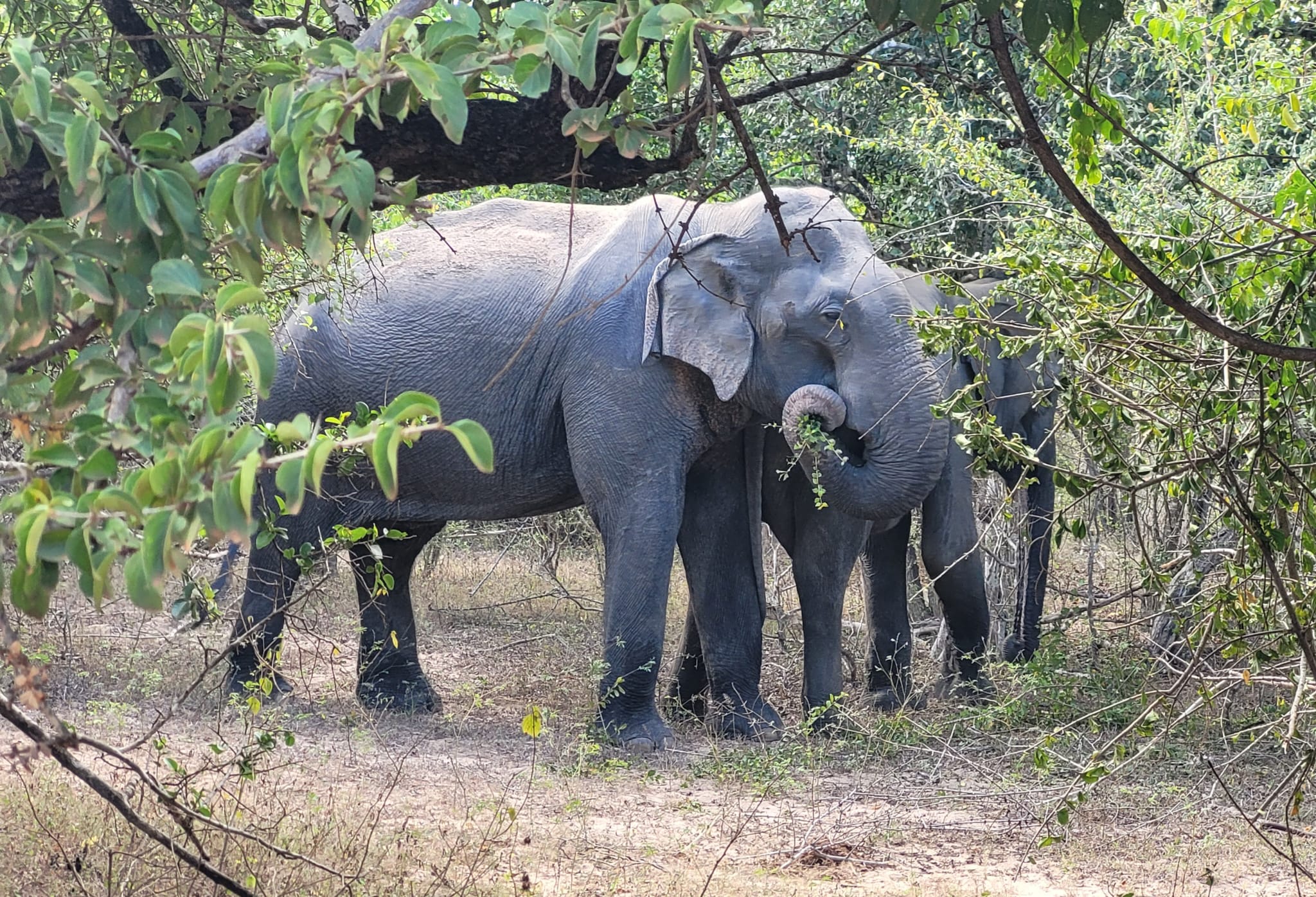 Bundala National Park Half A Day/Full Day Safari
