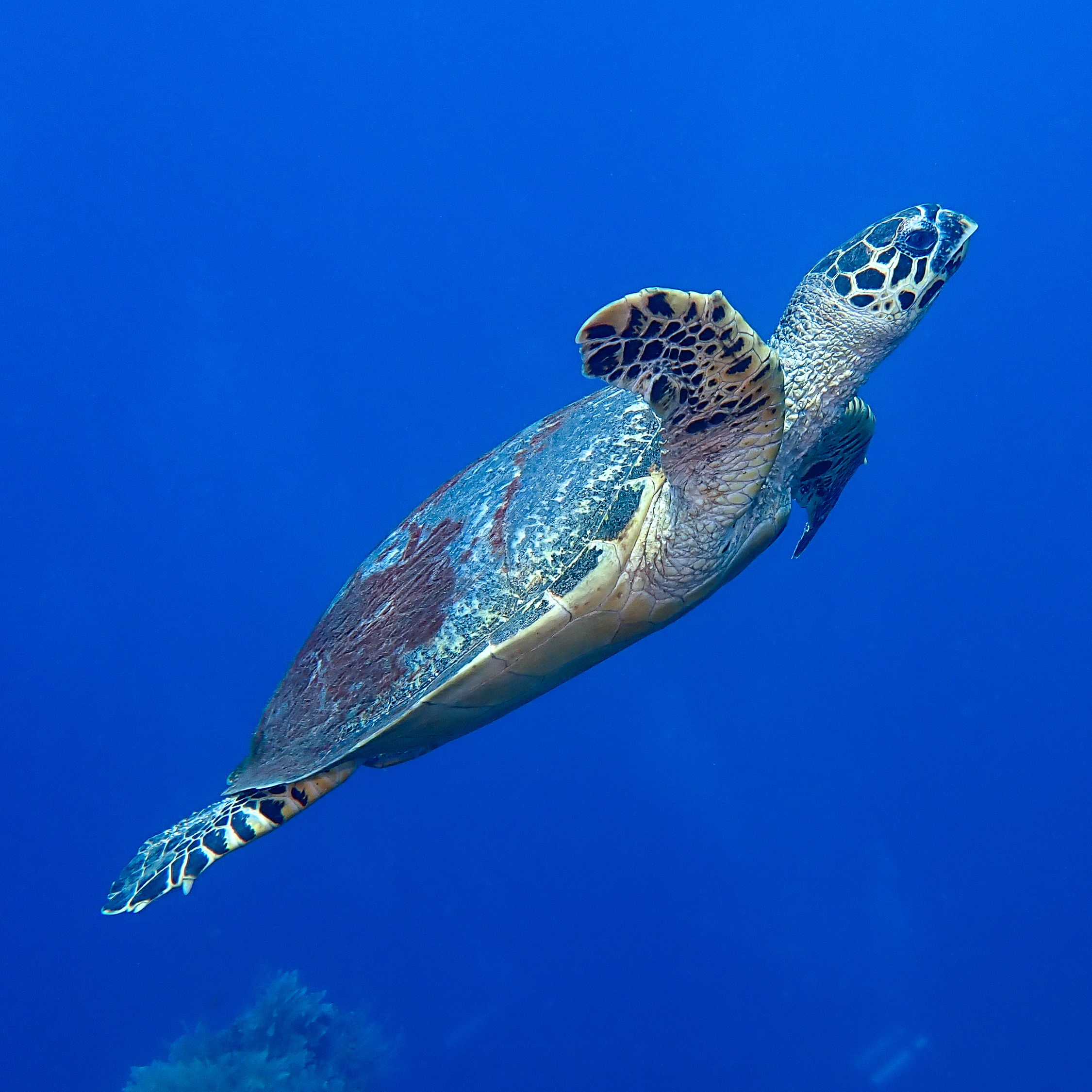 潛水：與 PADI 潛水中心一起探索巴東拜的水肺潛水