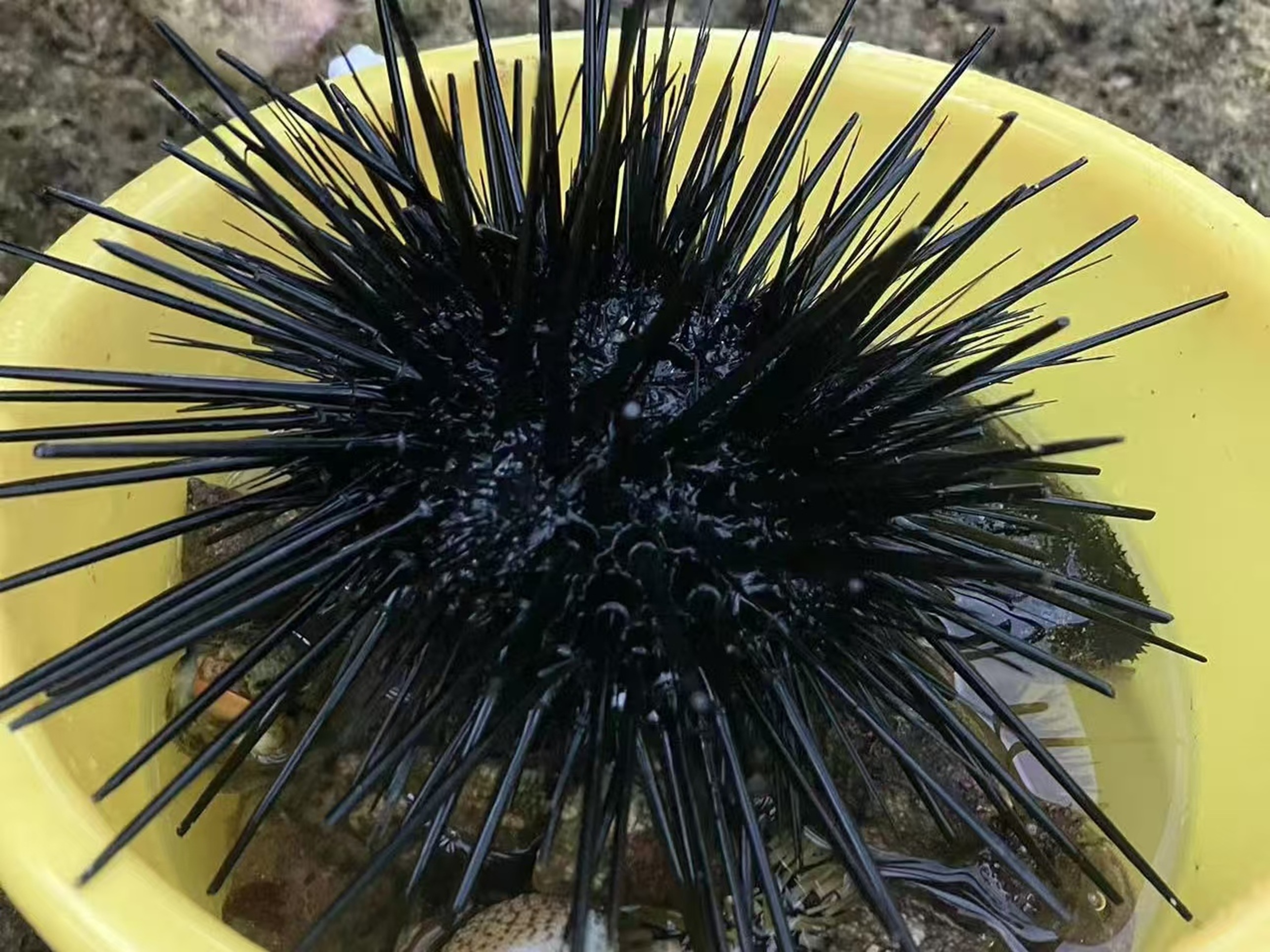 黃桶裡擠著多隻黑刺海膽，尖刺密集泛著油亮光澤，底部裹著泥沙，是趕海常見的 “帶刺寶藏”