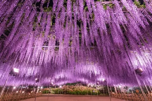 足利花卉公園