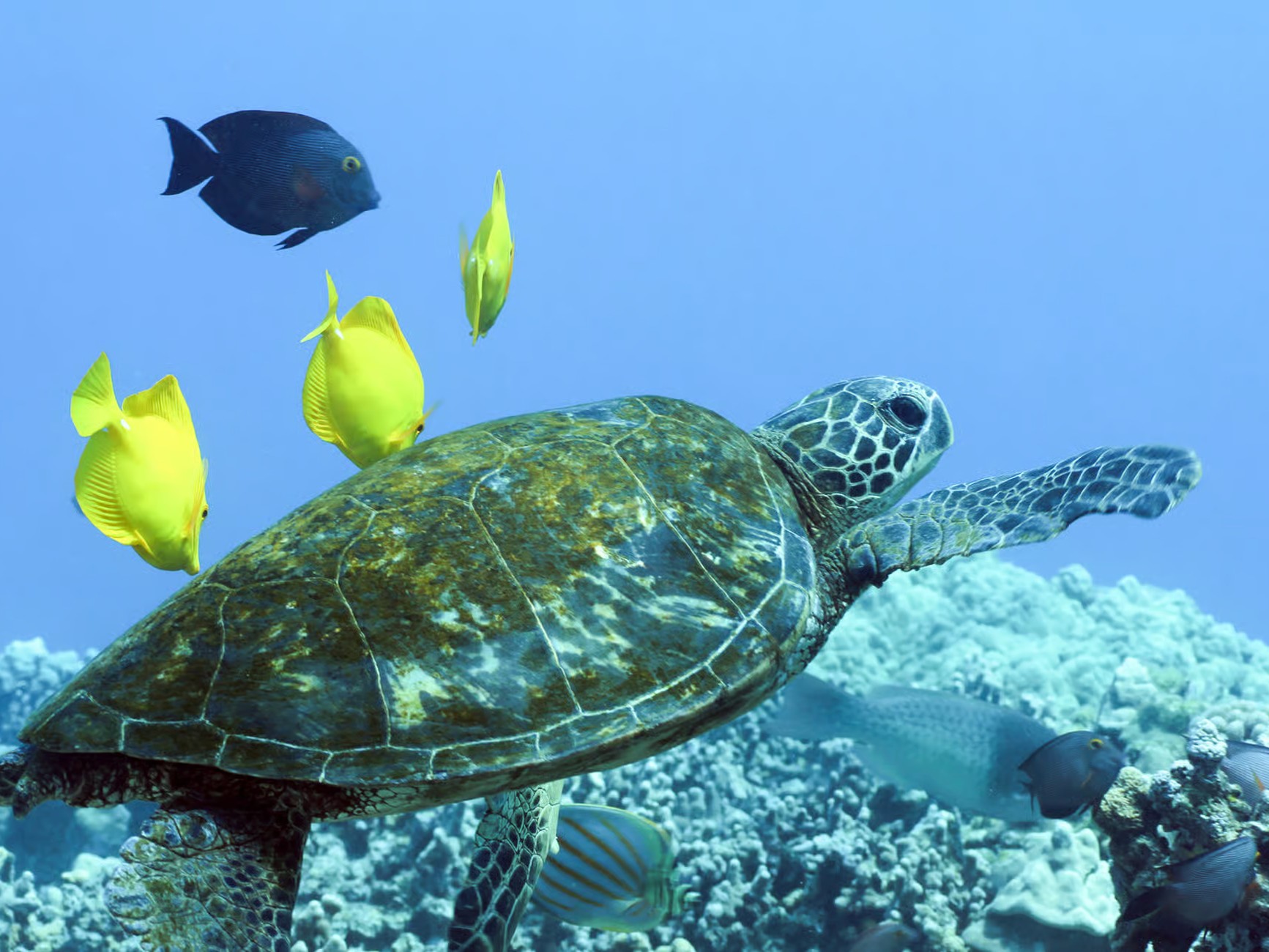 在科納海岸線的清澈海水中,一睹優雅海龜的身影 在科納海岸線的清澈海水中,一睹優雅海龜的身影