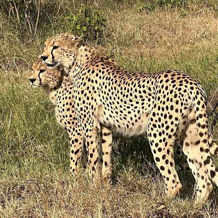3日安博塞利野生動物園：邂逅非洲五霸
