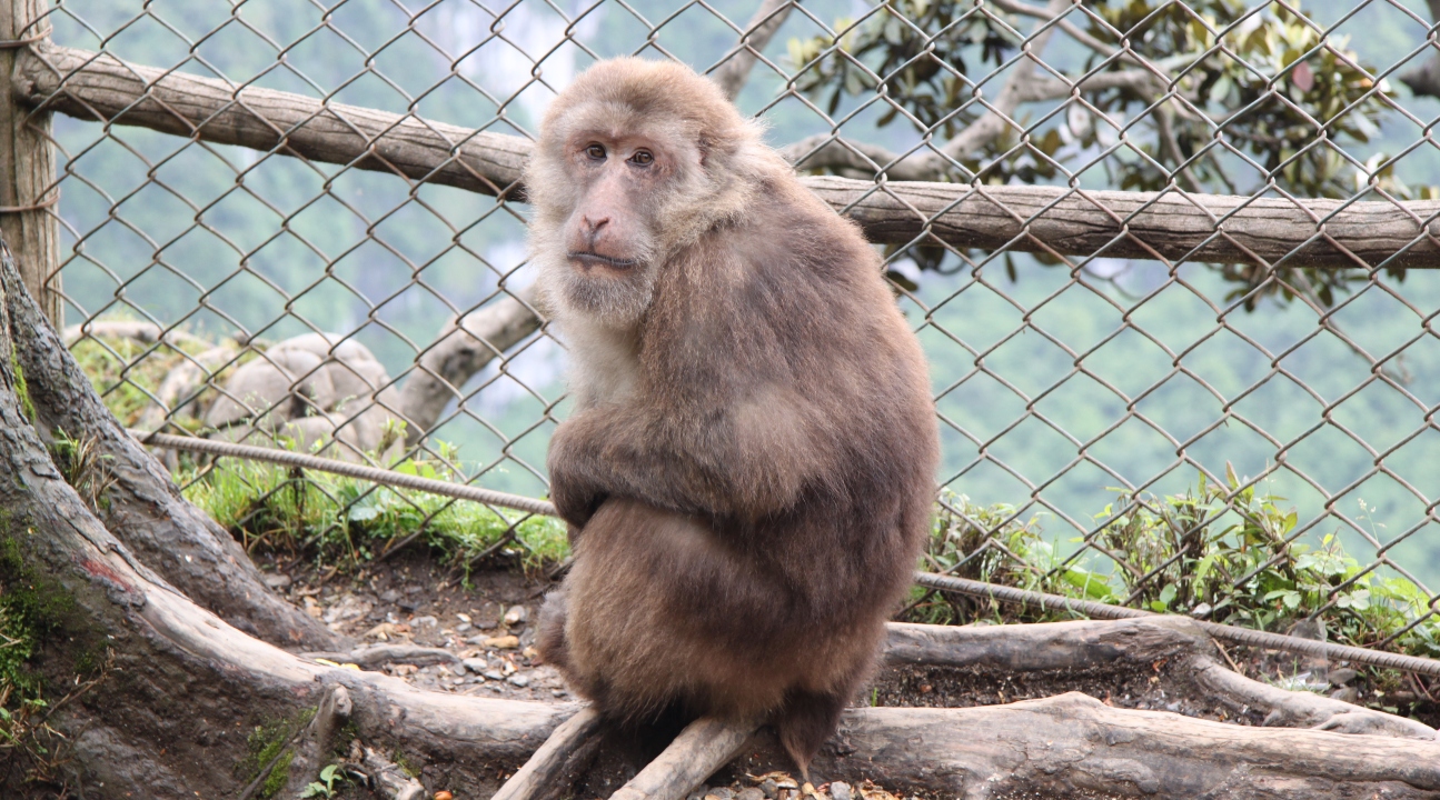 a picture of a macaque monkey
