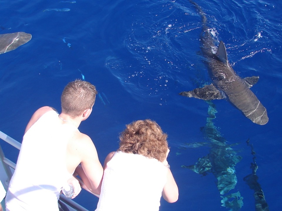 North Shore Shark Cage Diving Adventure in Oahu