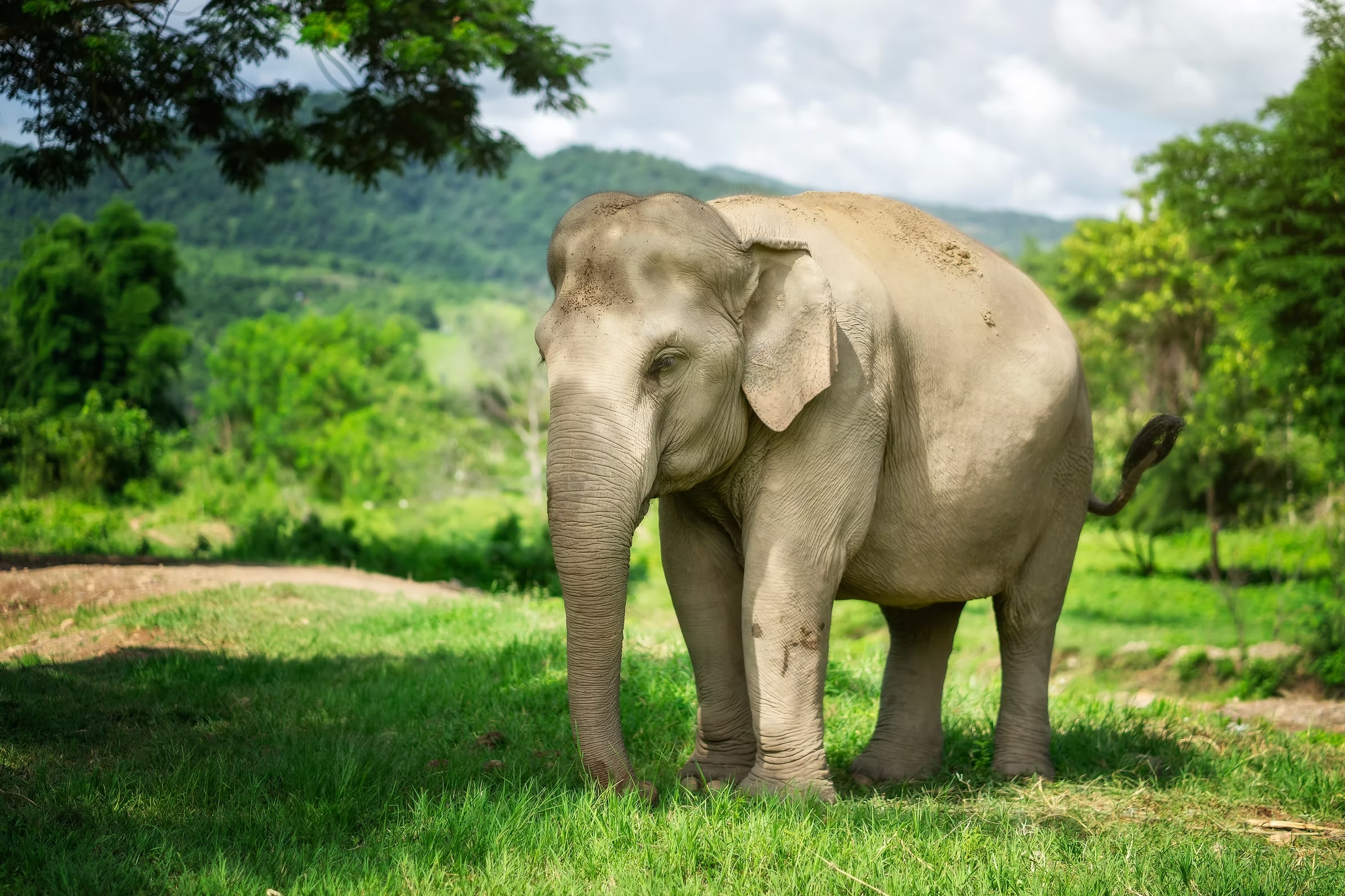 Jungle Jumbo Elephant Camp with Waterfall in Chiang Mai