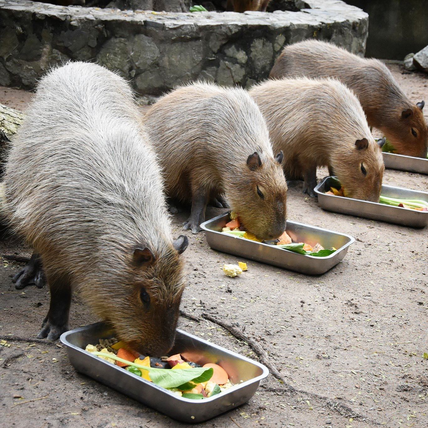Khao Kheow開放式動物園私人之旅