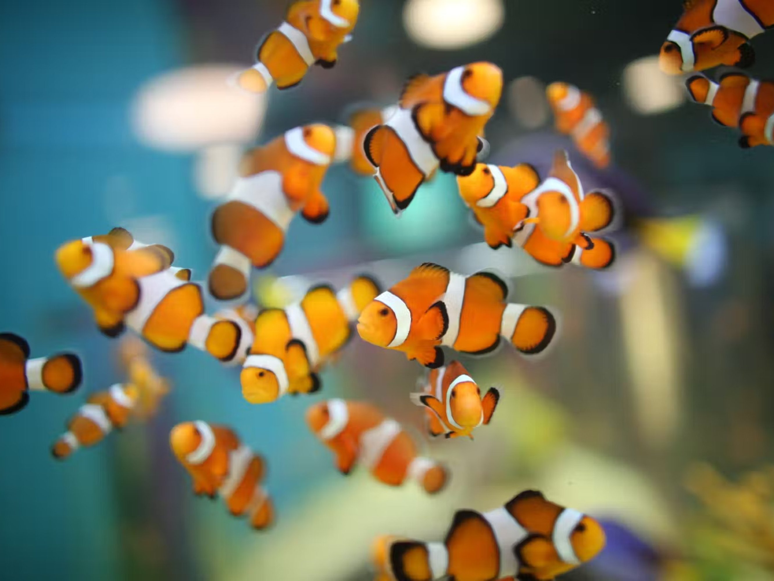 加拿大里普利水族館：夜探鯊魚