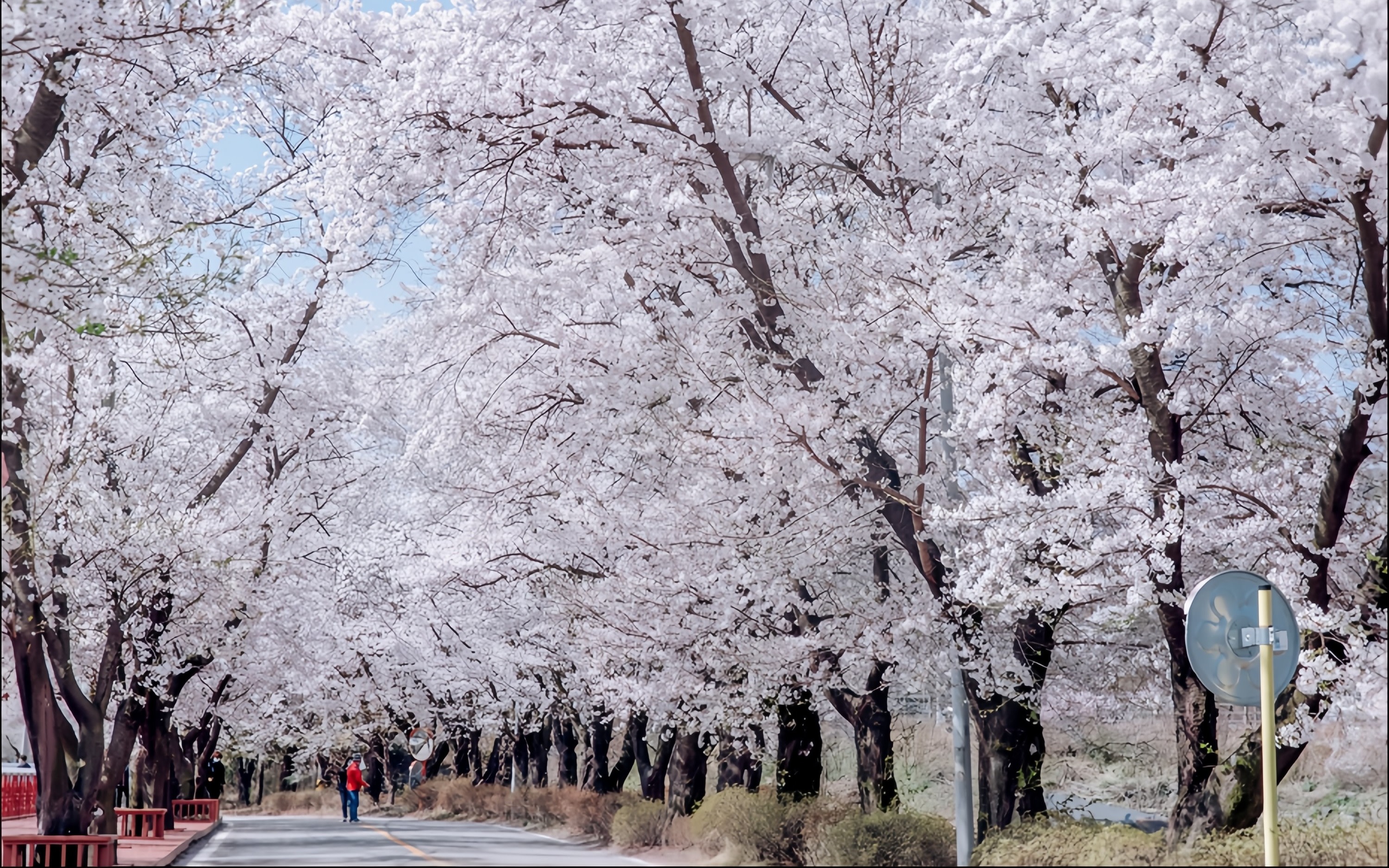 [Apr 5-25] Eden Cherry Blossom / Nami Island / Railbike / Alpaca