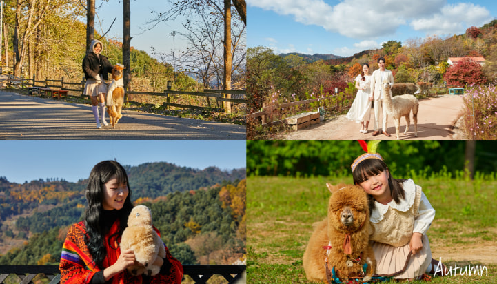 江原道洪川羊駝世界門票