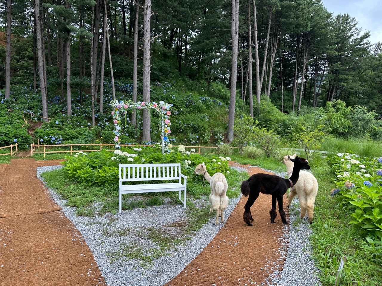 如果您想親自體驗餵食綿羊的樂趣，現場可購買飼料。