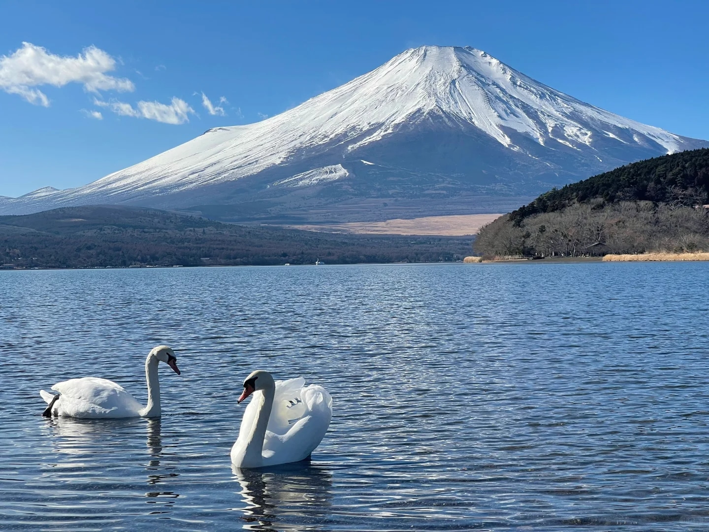 富士山箱根網紅打卡一日遊 （東京出發）
