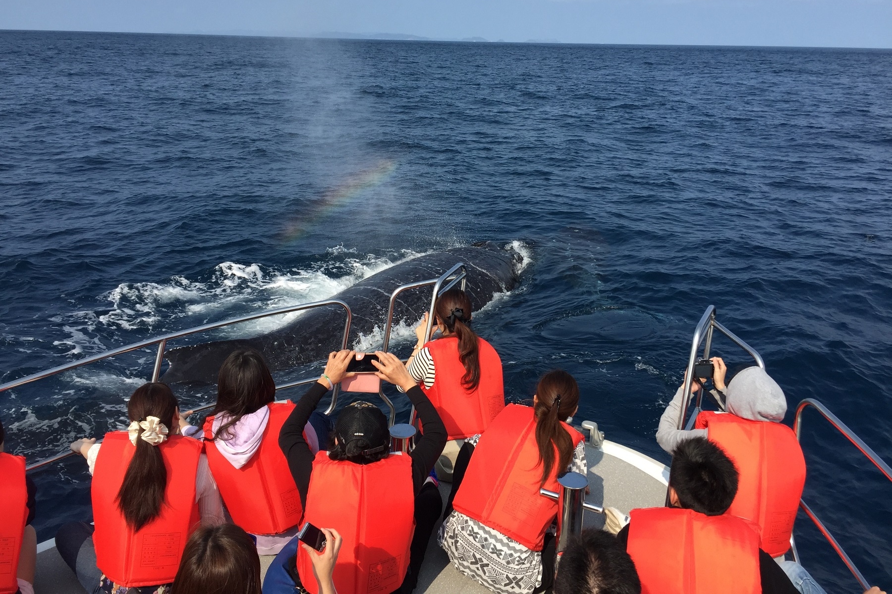 沖繩賞鯨之旅（含免費往返接送＆攝影）