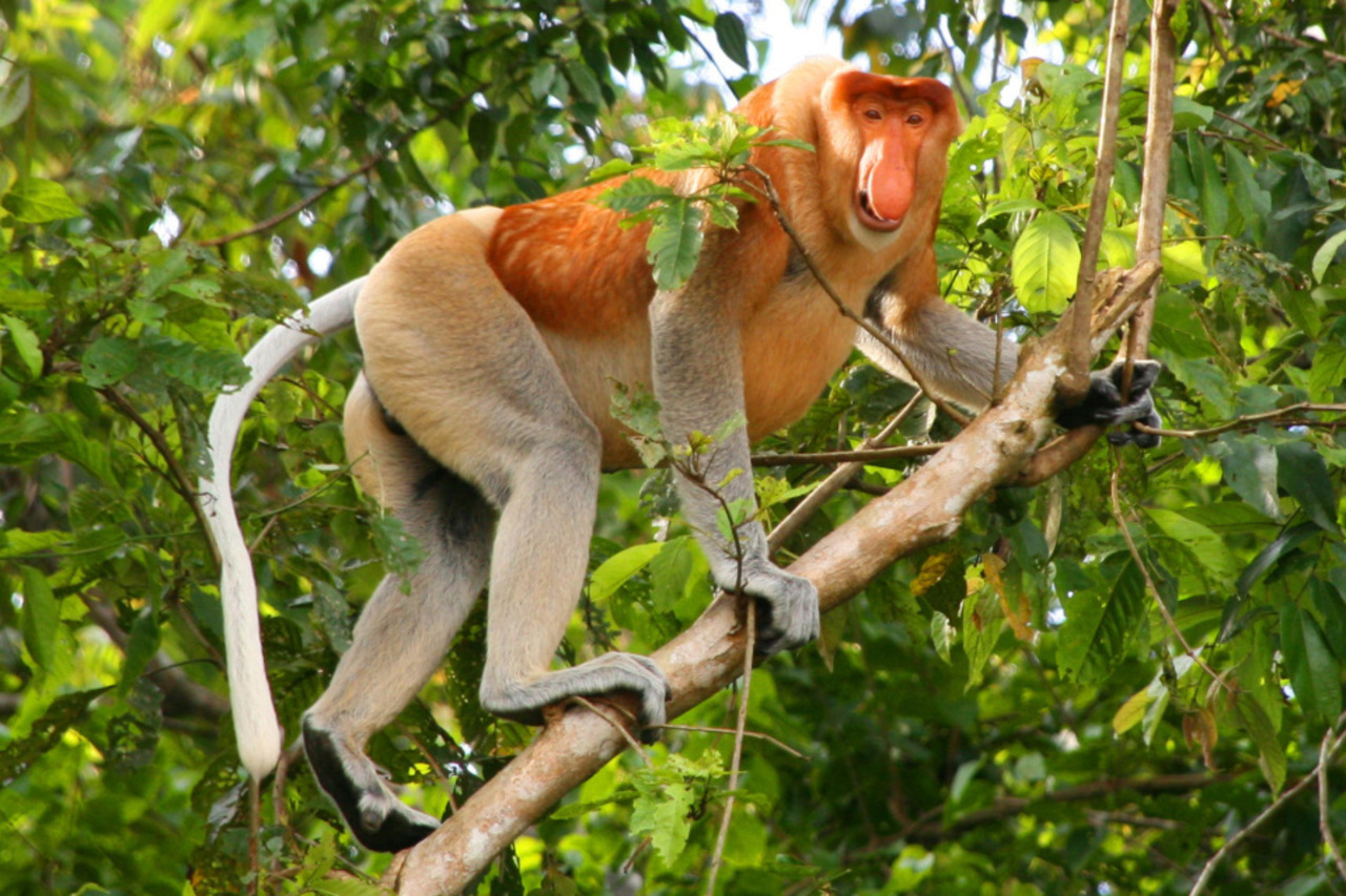 Kota Kinabalu : Bongawan Wetland Proboscis Monkey Shared Tour 