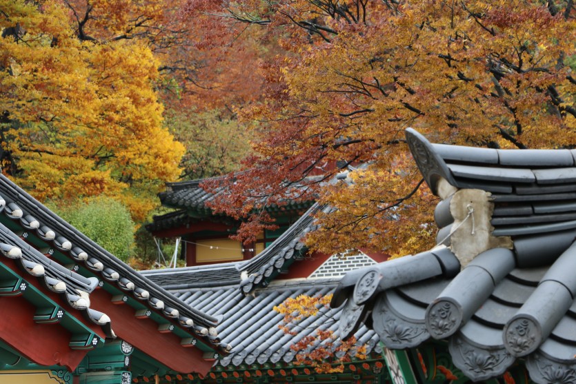 京畿/仁川秋季賞楓賞花一天團 楊州 Nari 公園/仁川夢想公園+斜坡滑車+傳燈寺+正西津+馬場湖水+Starfield+恩平韓屋村