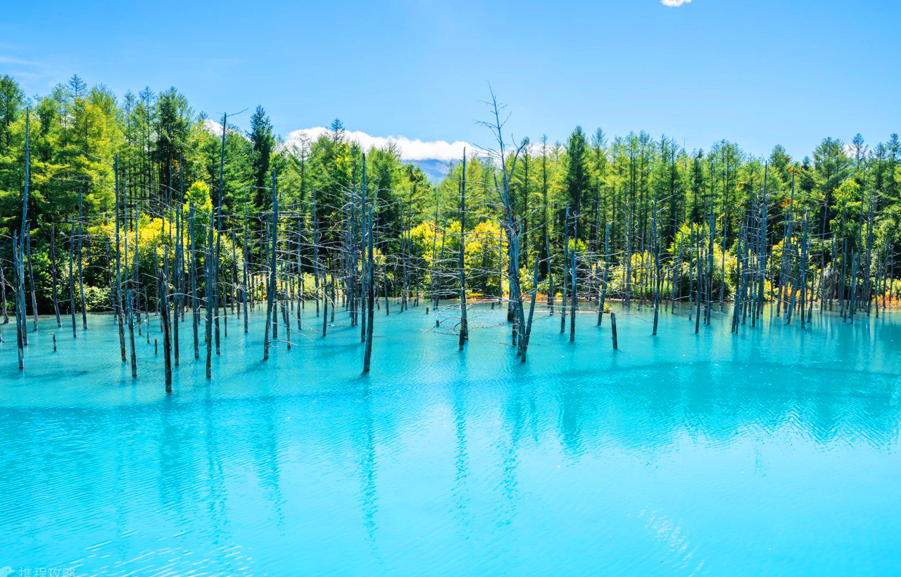 美瑛青池位於北海道美瑛川左岸,因攔截火山岩漿修建的水壩截流而成,在陽光下,池水會反映出藍色,故而得名。 美瑛青池位於北海道美瑛川左岸,因攔截火山岩漿修建的水壩截流而成,在陽光下,池水會反映出藍色,故而得名。