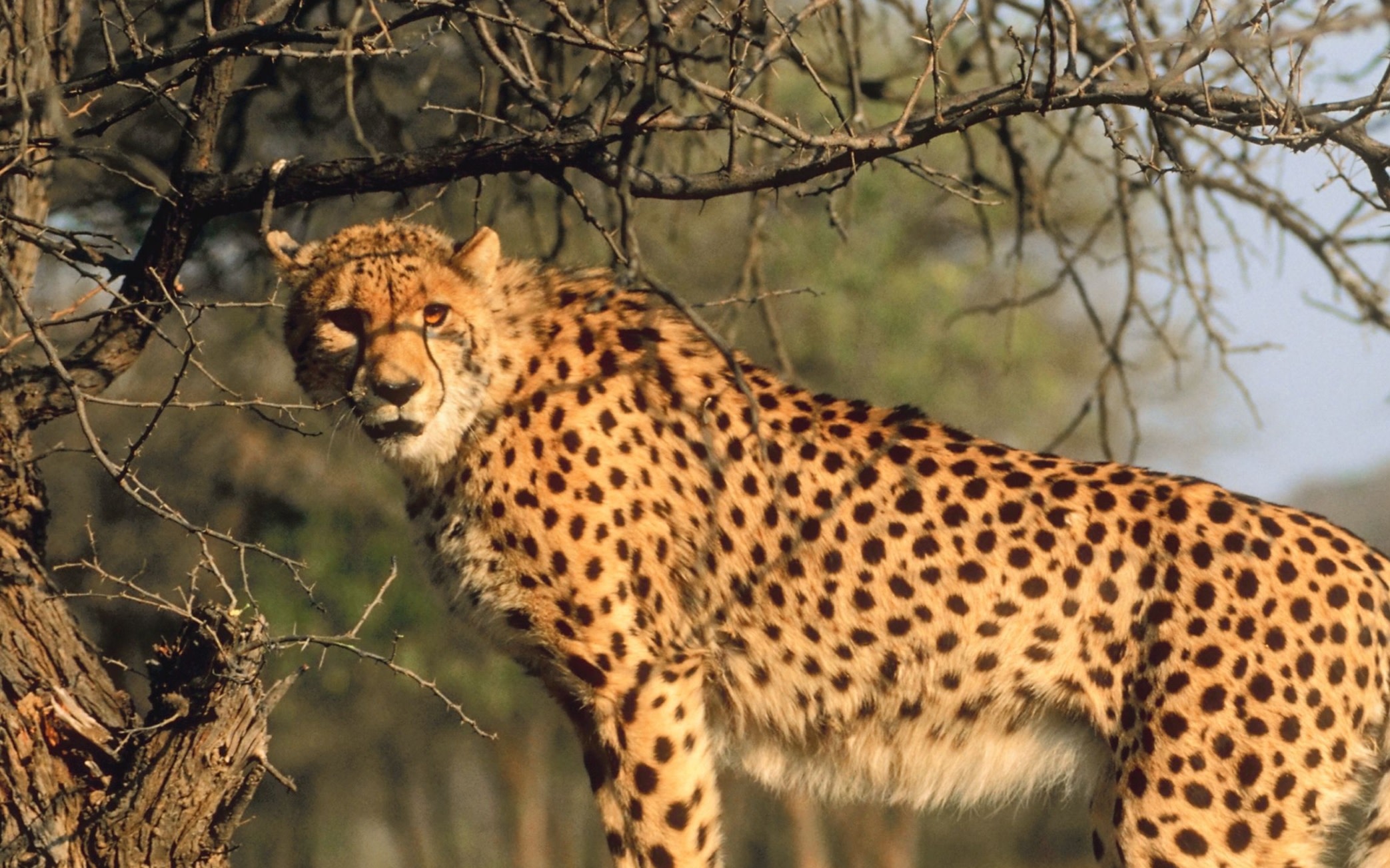 2 days Ranthambore Tiger Safari With Kuno National Park  Tour