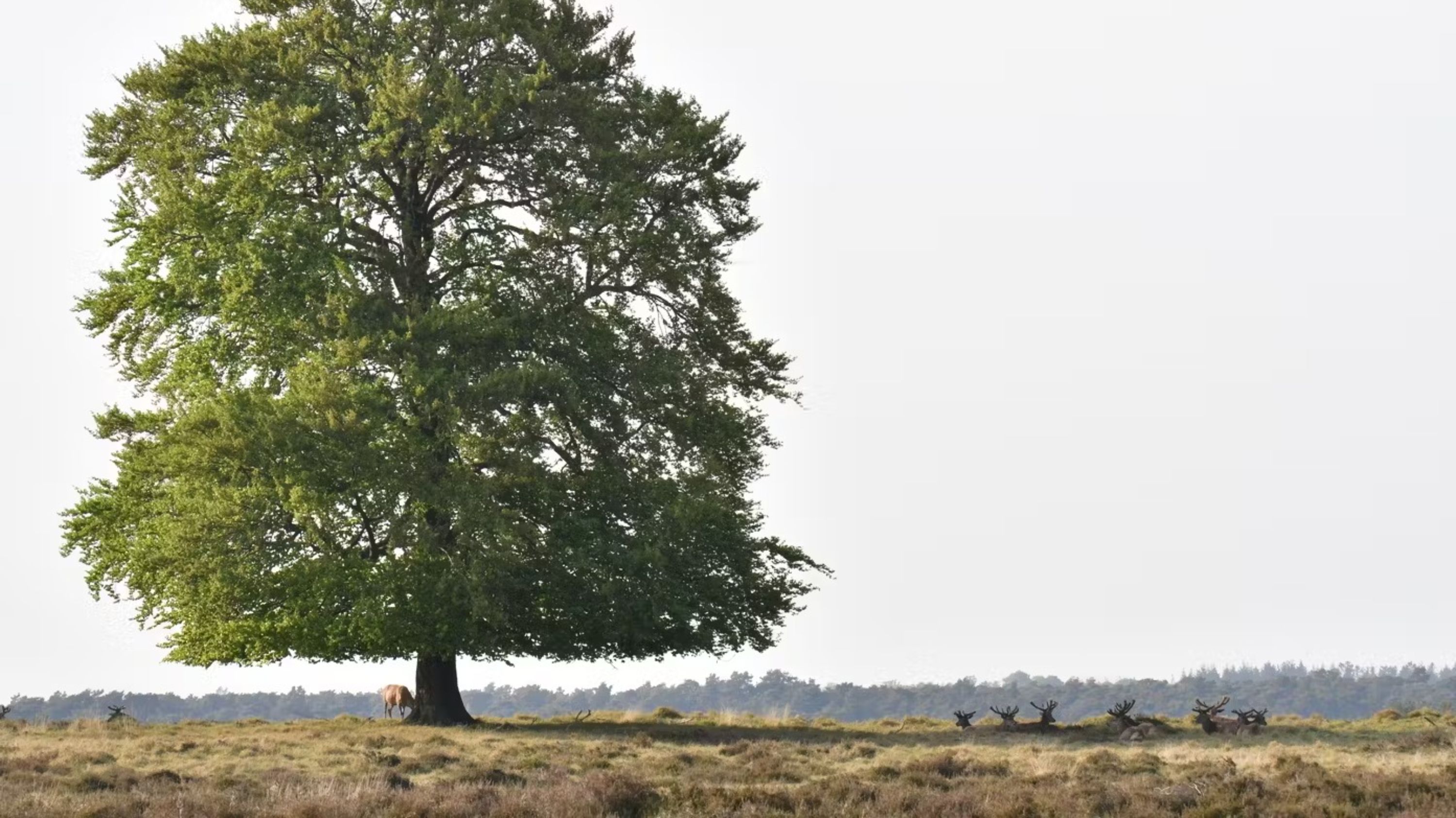 De Hoge Veluwe National Park ticket in Otterlo
