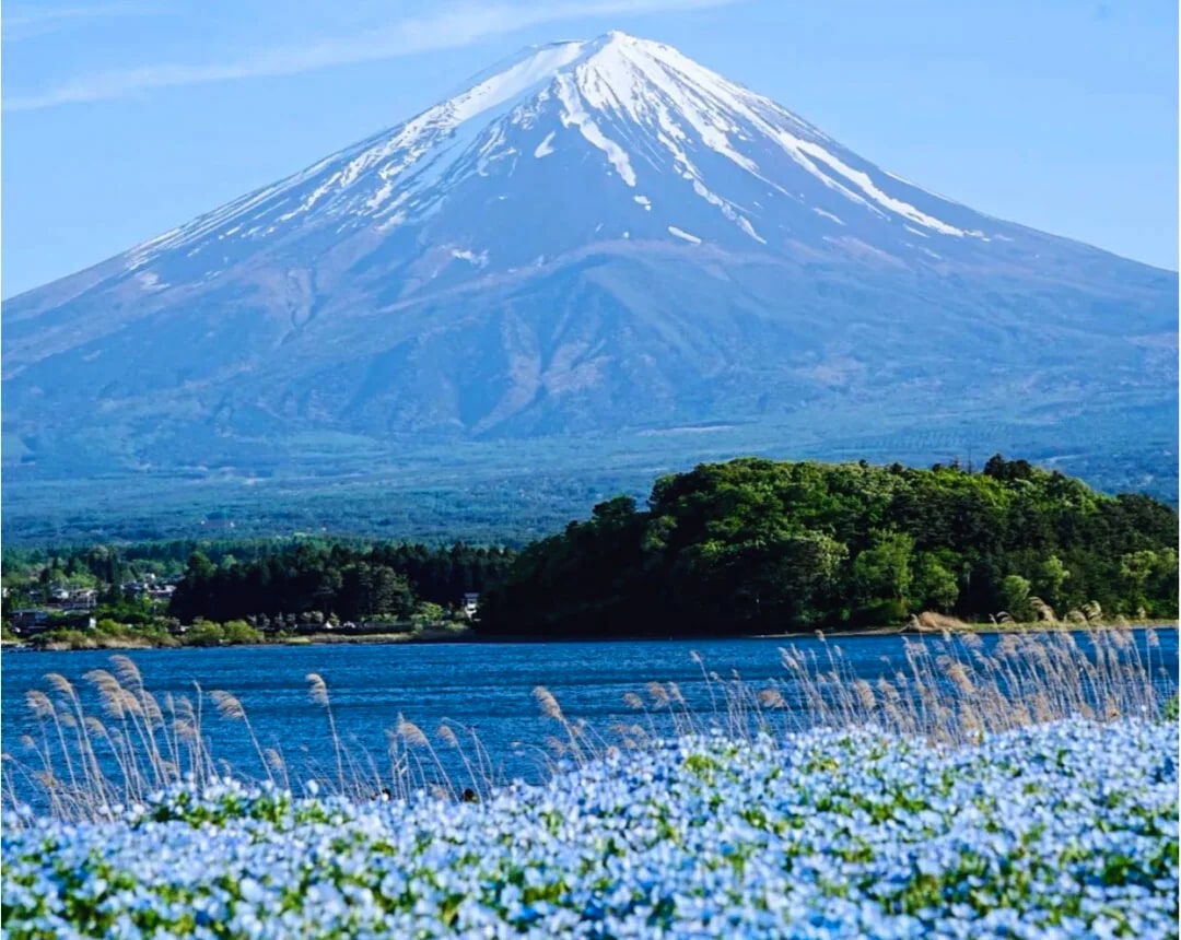 富士山賞花熱門打卡一日遊｜五合目&忍野八海&新倉山公園&日川時計店&河口湖大石公園&御殿場奧特萊斯（多線路可選）