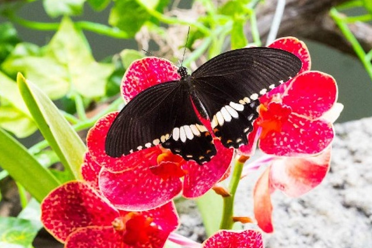 布拉格帕皮洛尼亞蝴蝶館（Papilonia Butterfly House）門票