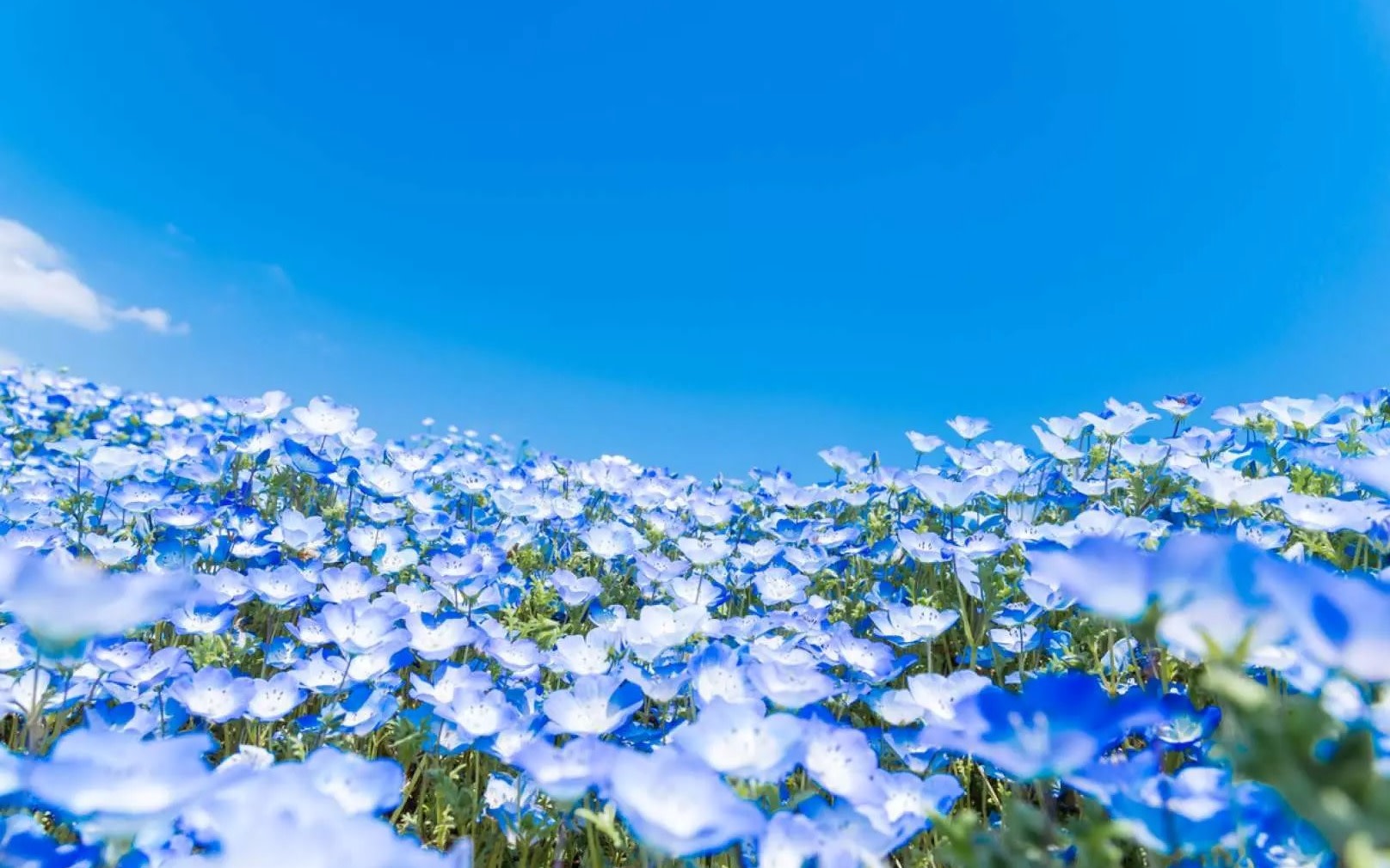 [Ibaraki Day Trip] Hitachi Seaside Park & Nemophila Flower Field & Oarai Isosaki Shrine & Fukuroda Falls