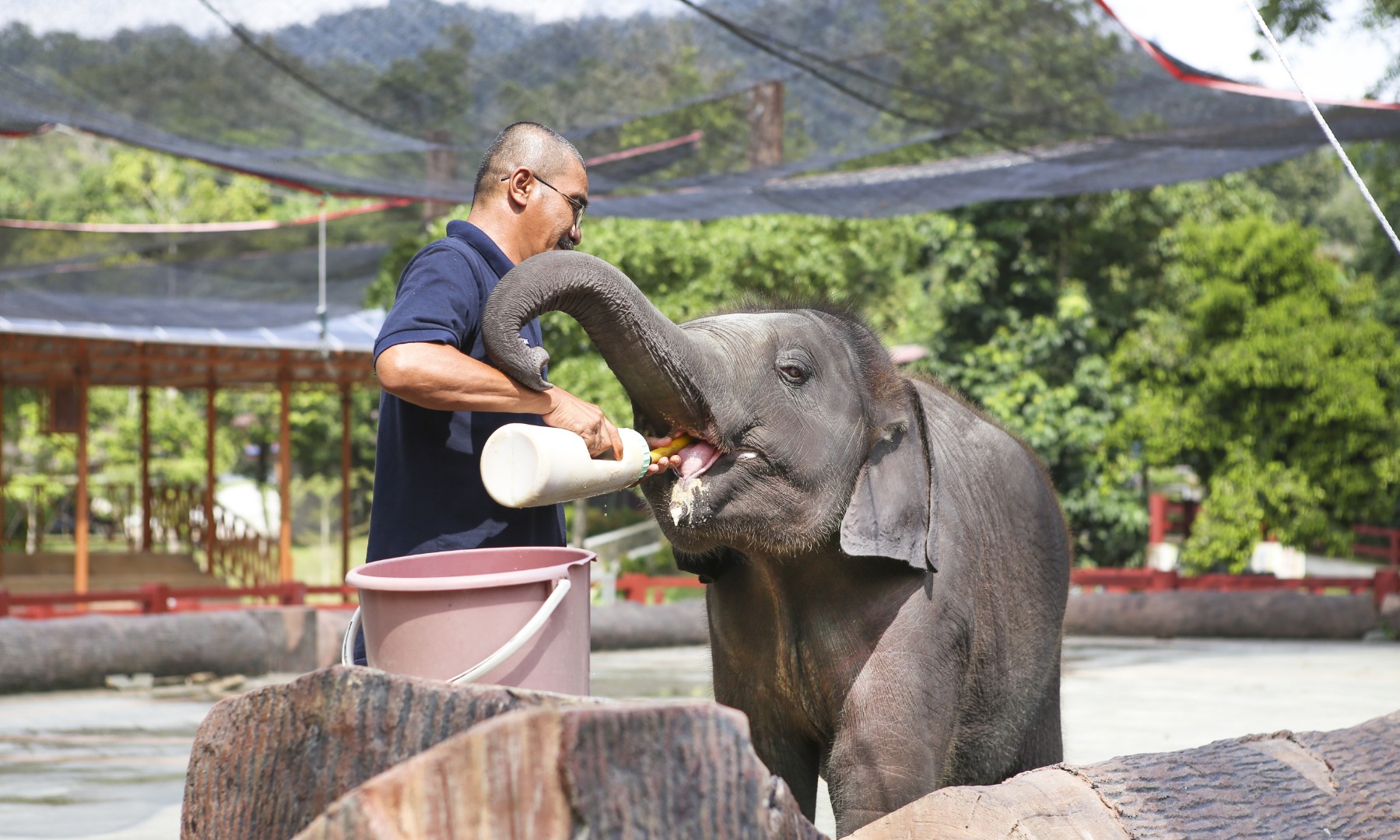 瓜拉甘達大象保育中心之旅（含螢火蟲夜間遊船＆海鮮晚餐）- 吉隆坡出發