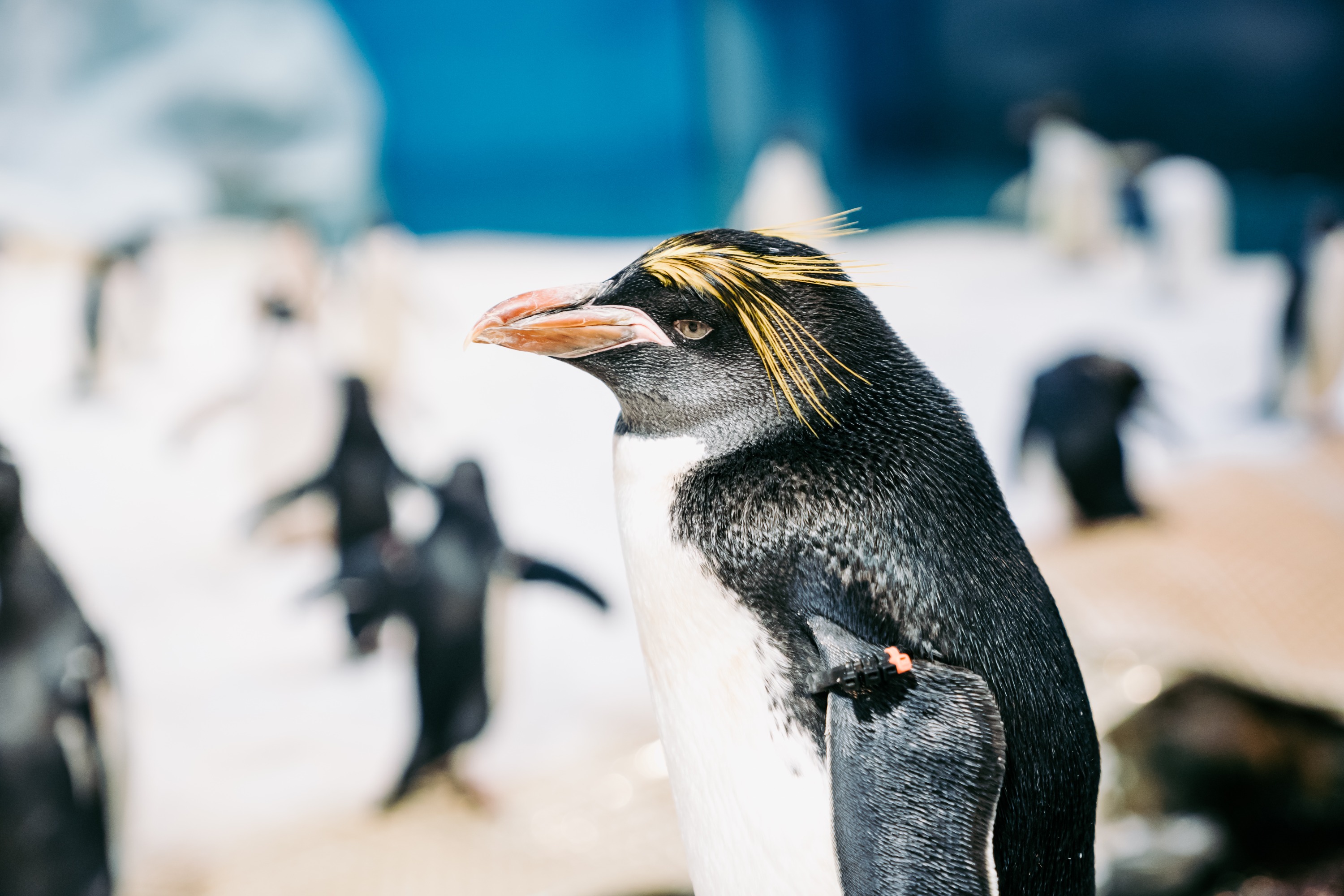 国立海洋生物博物館 ペンギン飼育体験（屏東）