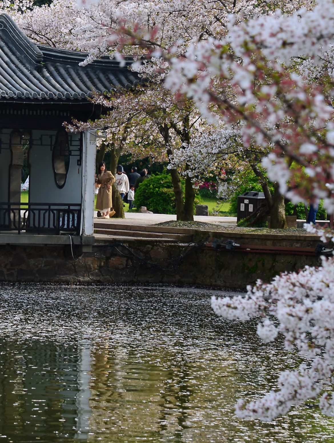 【早春櫻花限定】江蘇無錫三絕與范蠡西施同遊一日遊（黿頭渚櫻花大賞+品讀惠山古鎮+聆聽二泉映月+夜探南長老街尋味地方美食）