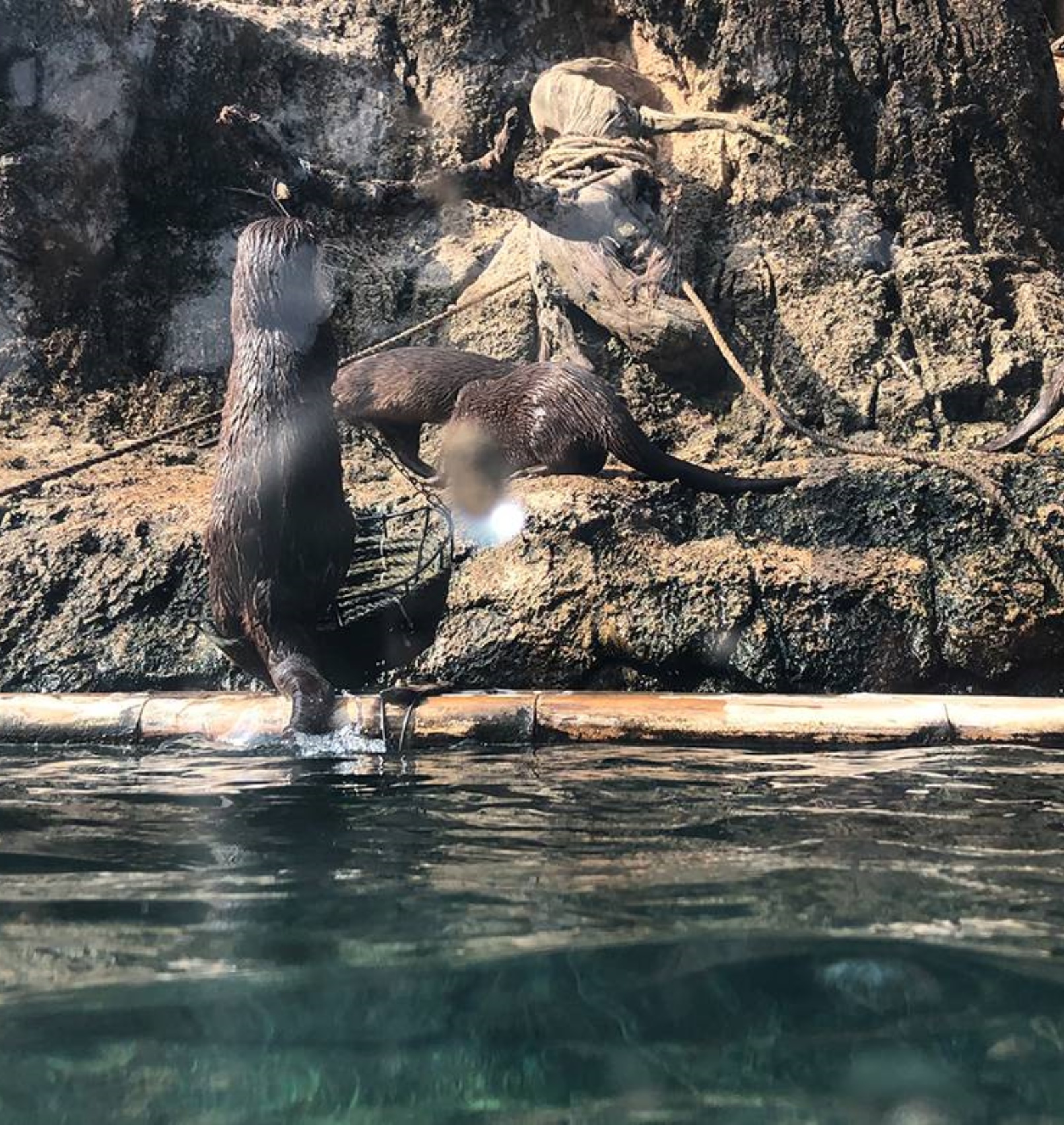 水獺之家
這裡是小爪水獺之家,也是大人小朋友共同探索奇妙生物的開心營地。這些活潑好動的動物正等著跟您做好朋友,快來這裡和牠們打招呼吧! 水獺之家
這裡是小爪水獺之家,也是大人小朋友共同探索奇妙生物的開心營地。這些活潑好動的動物正等著跟您做好朋友,快來這裡和牠們打招呼吧!