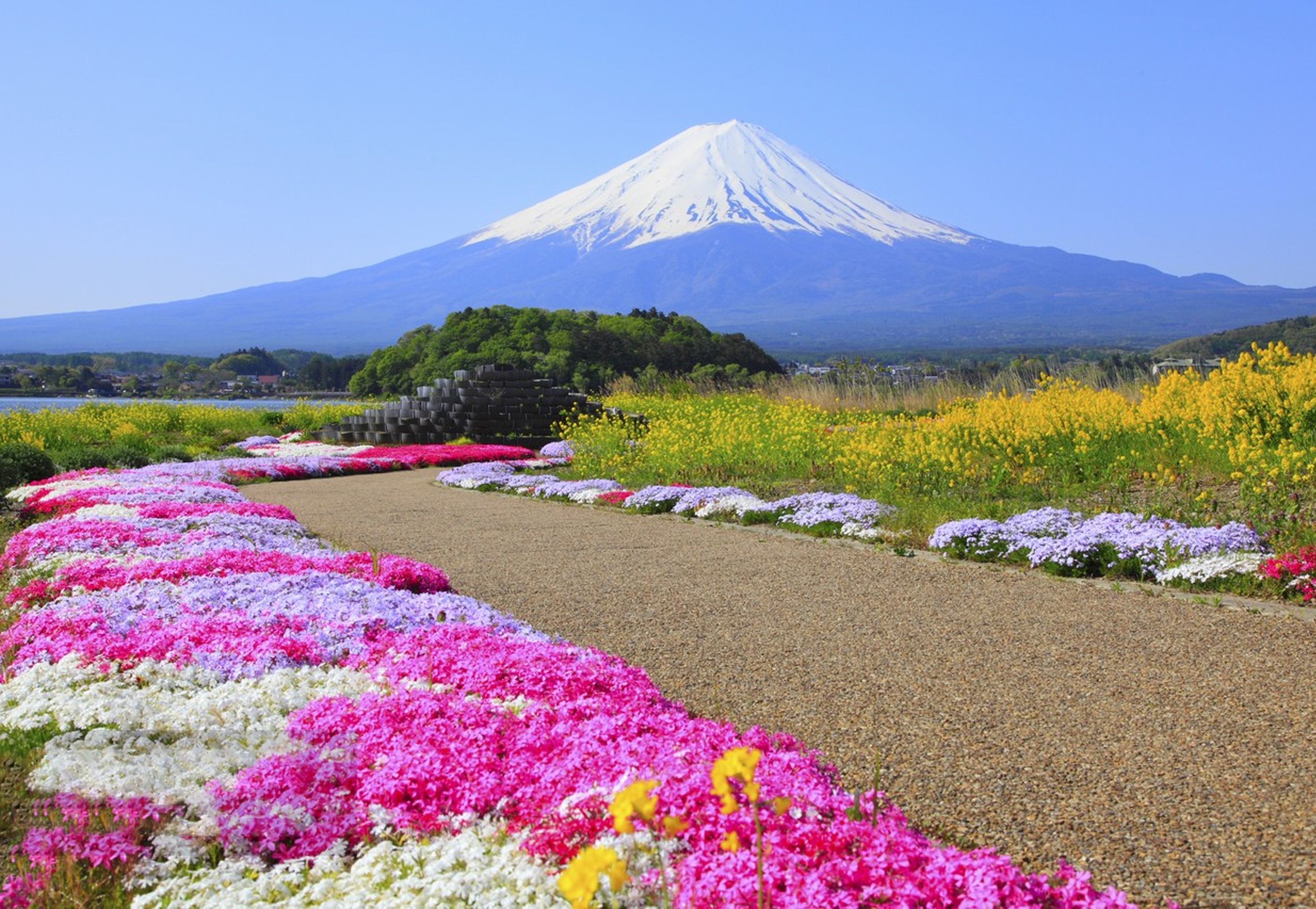 Oishi Park is in full bloom in spring, with Mount Fuji quietly watching over it~