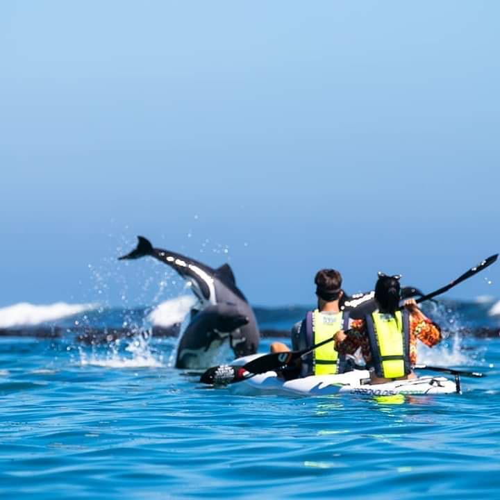 Kayak with Dolphins Experience in Cape Town