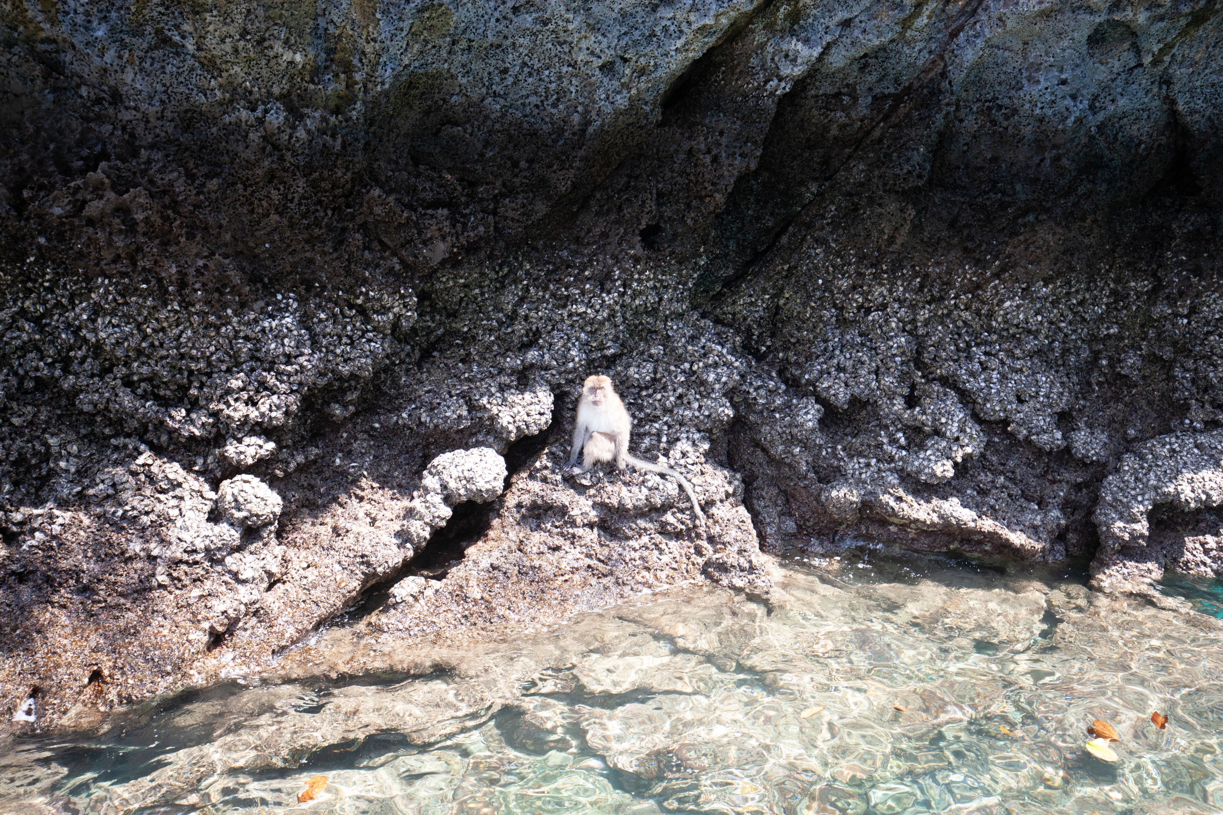 皮皮島日落和生物發光浮游生物浮潛體驗