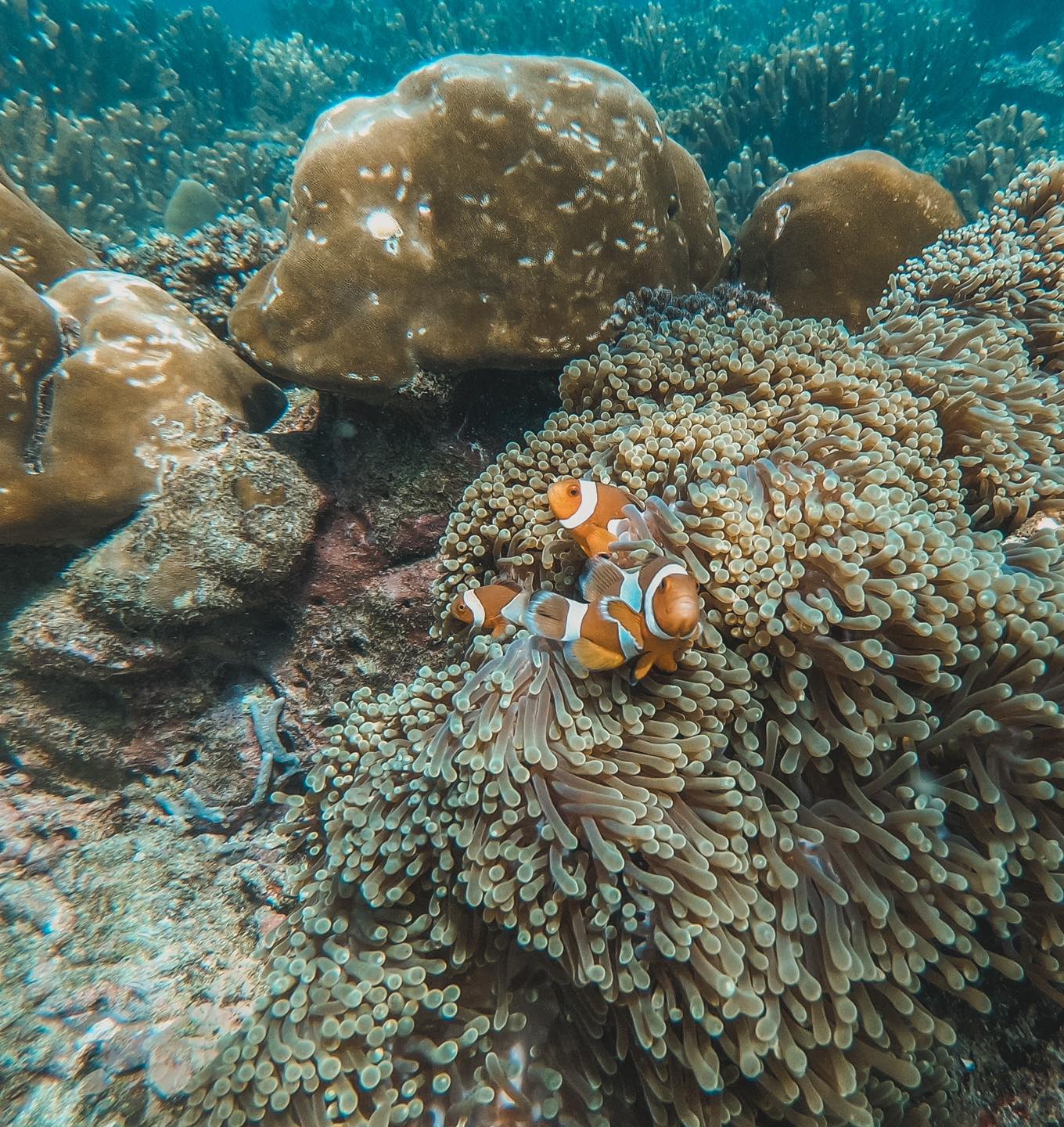 蘭達島： Koh Rok & Koh Haa浮潛之旅（乘坐快艇）