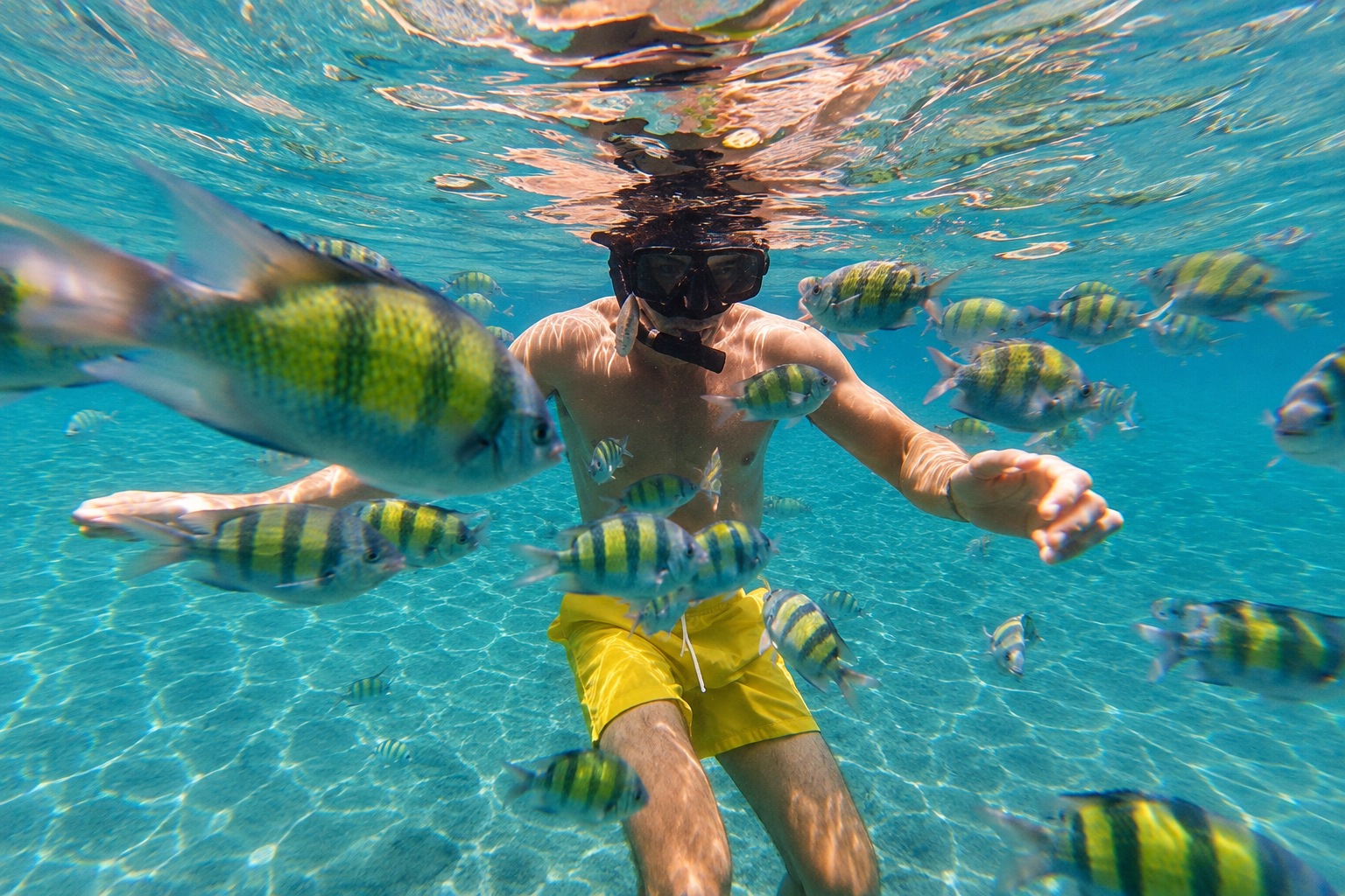 Snorkel among colorful tropical fish 🐠 Snorkel among colorful tropical fish 🐠