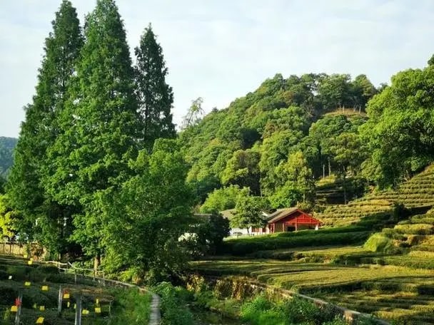 杭州私人導覽1日遊 西湖 花港觀魚 靈隱寺 龍井茶田 南宋御街
