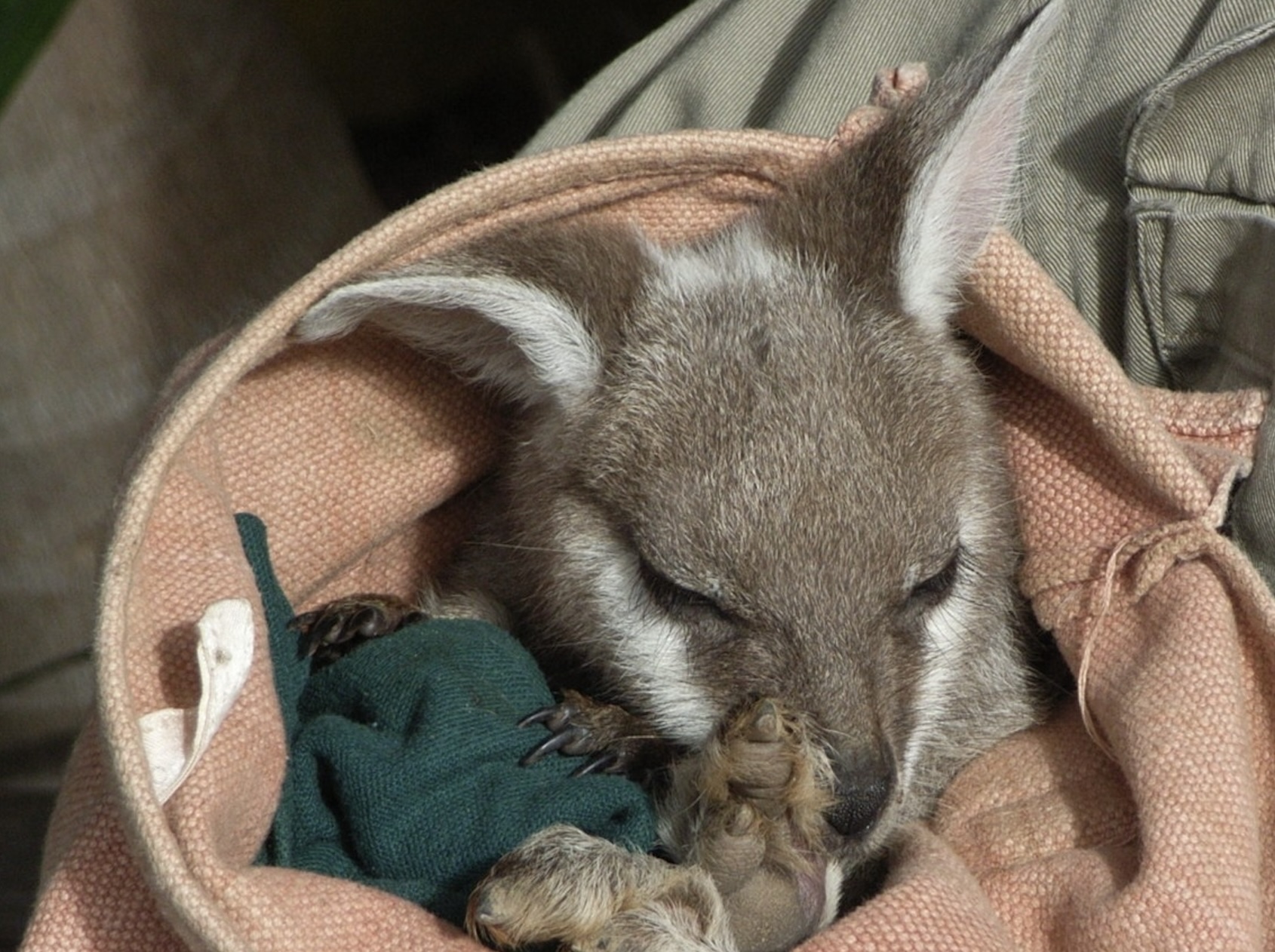 瞭解保護本地動物及其自然棲息地的重要性。