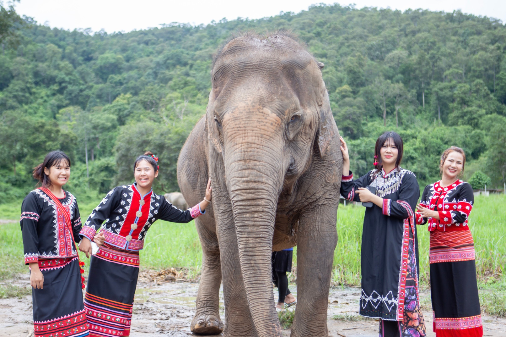 Chokchai Elephant Sanctuary Experience Chiang Mai