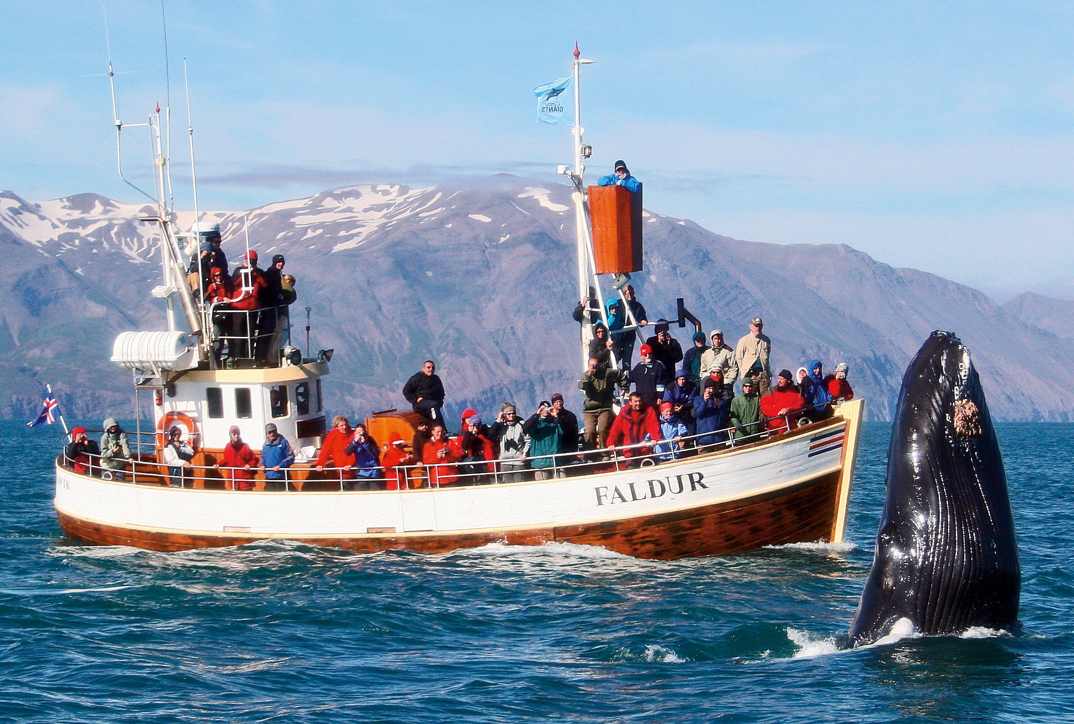 Humpback whale surfacing right next to the boat