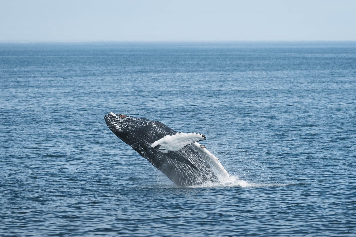 A humpback whale breaching out of the water