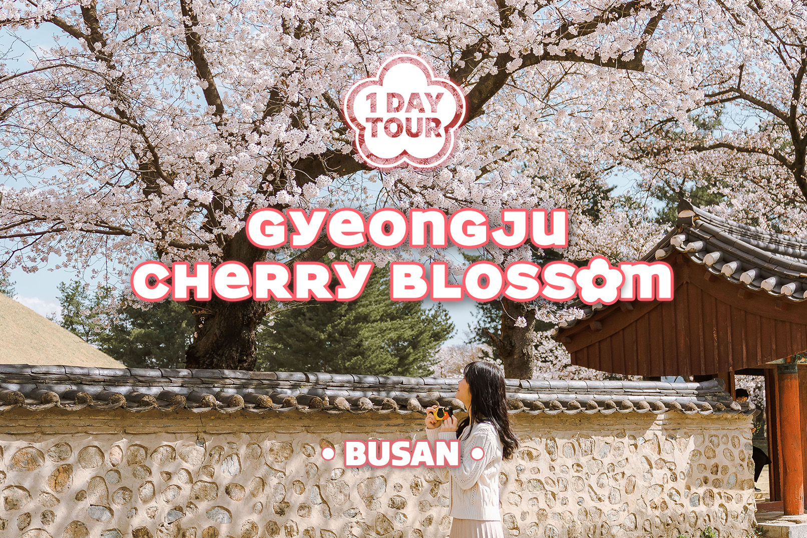 Gyeongju Cherry Blossom One day Tour from Busan
