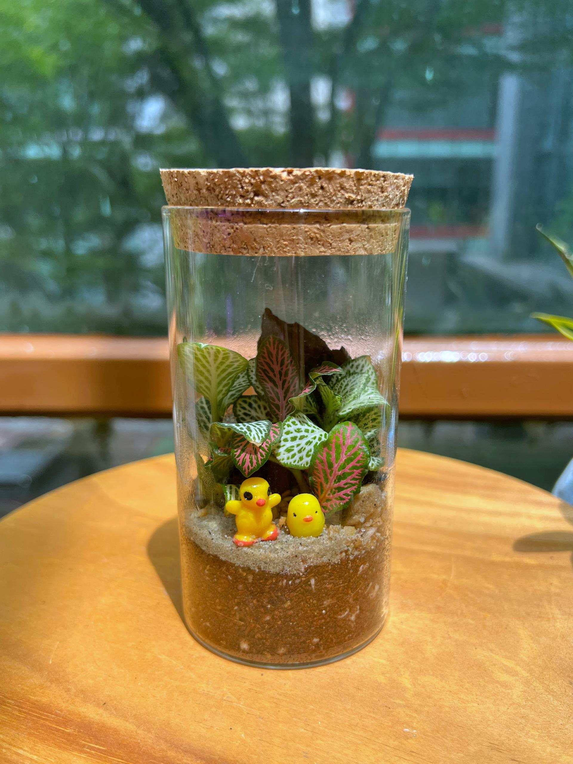 Little Eden Succulents 室內植物與苔蘚微景觀工作坊