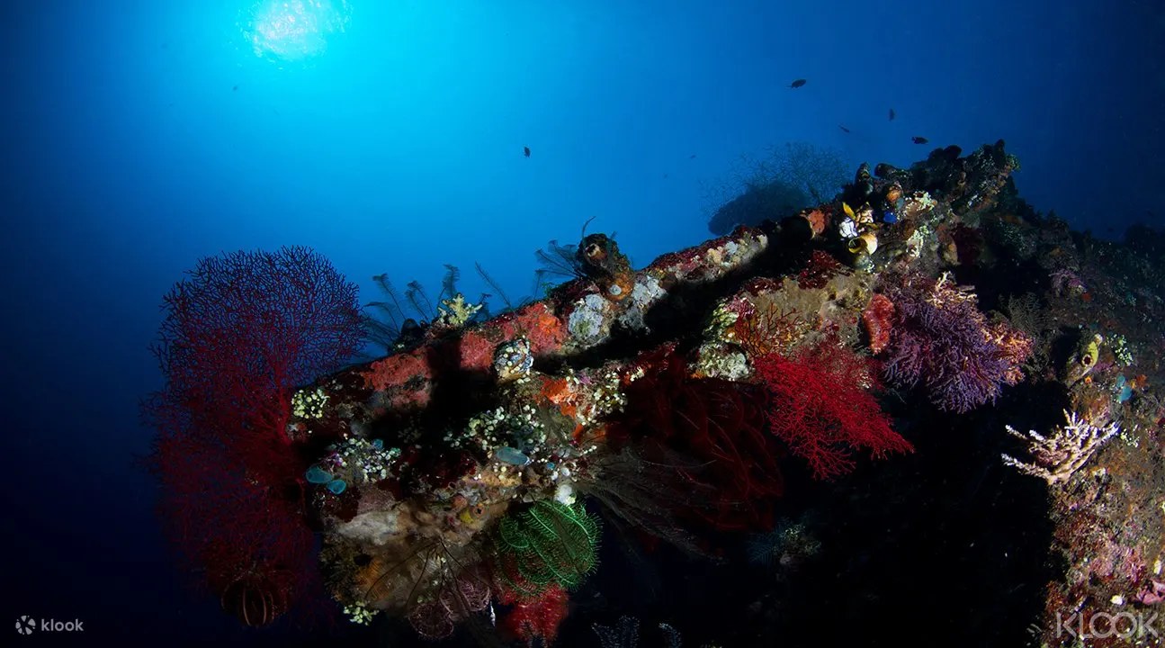 巴厘島5星級PADI潛水中心潛水體驗提升