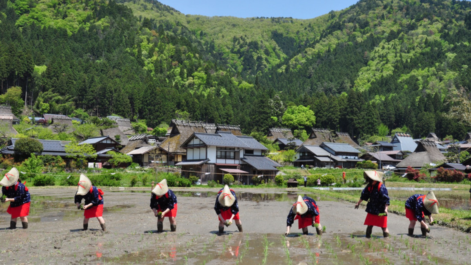 與白川鄉齊名的日本三大茅草屋聚落之一,村內保存約40棟傳統茅葺建築。1993年被選為國家重要傳統建造物群保存地區,以紅色郵筒、茅草屋頂的“千木”結構為特色。可品嚐美山牛乳冰淇淋,參觀民俗資料館瞭解傳統生活智慧。 與白川鄉齊名的日本三大茅草屋聚落之一,村內保存約40棟傳統茅葺建築。1993年被選為國家重要傳統建造物群保存地區,以紅色郵筒、茅草屋頂的“千木”結構為特色。可品嚐美山牛乳冰淇淋,參觀民俗資料館瞭解傳統生活智慧。