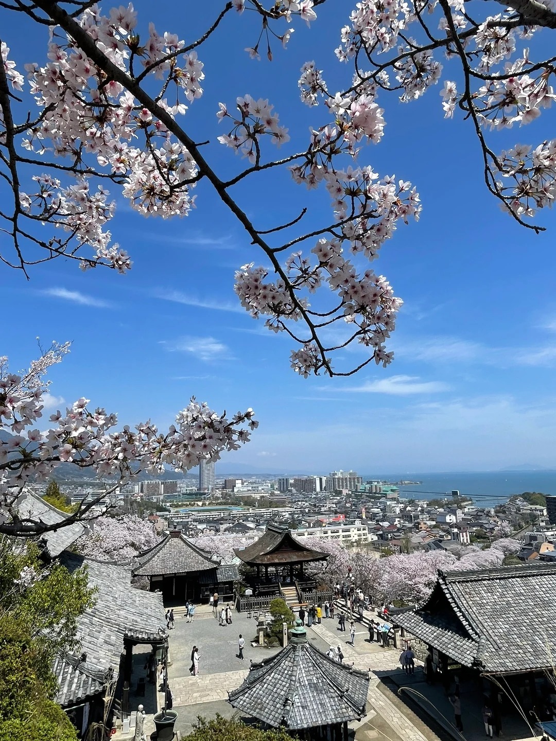 天台寺門宗總本山,1200年曆史的古寺。春季千株櫻花綻放,夜間點燈營造夢幻花景。寺內保有百件國寶文物,融合佛教文化與自然美學,是關西著名的賞櫻與文化遺產勝地。 天台寺門宗總本山,1200年曆史的古寺。春季千株櫻花綻放,夜間點燈營造夢幻花景。寺內保有百件國寶文物,融合佛教文化與自然美學,是關西著名的賞櫻與文化遺產勝地。