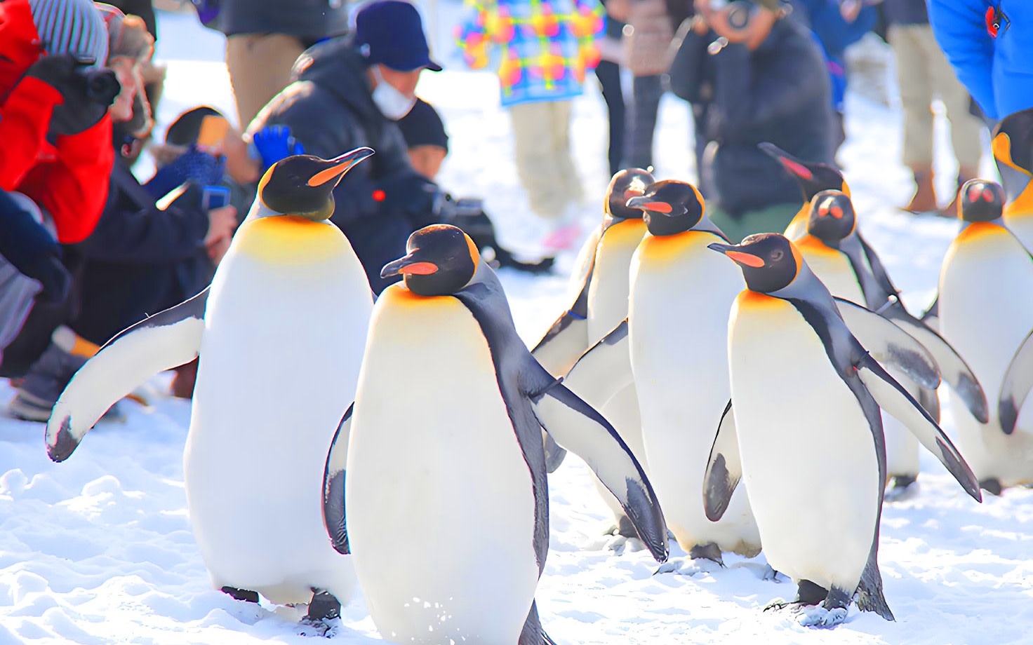 [Winter Limited] Hokkaido Asahiyama Zoo x Blue Pond x Shirahige Falls x Internet-famous Christmas Tree Day Trip (Departure from Sapporo)