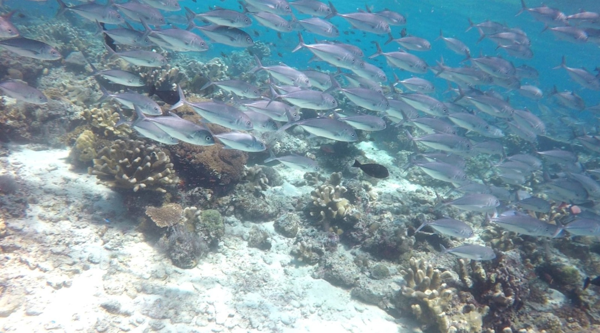 仙本那海底漫步體驗