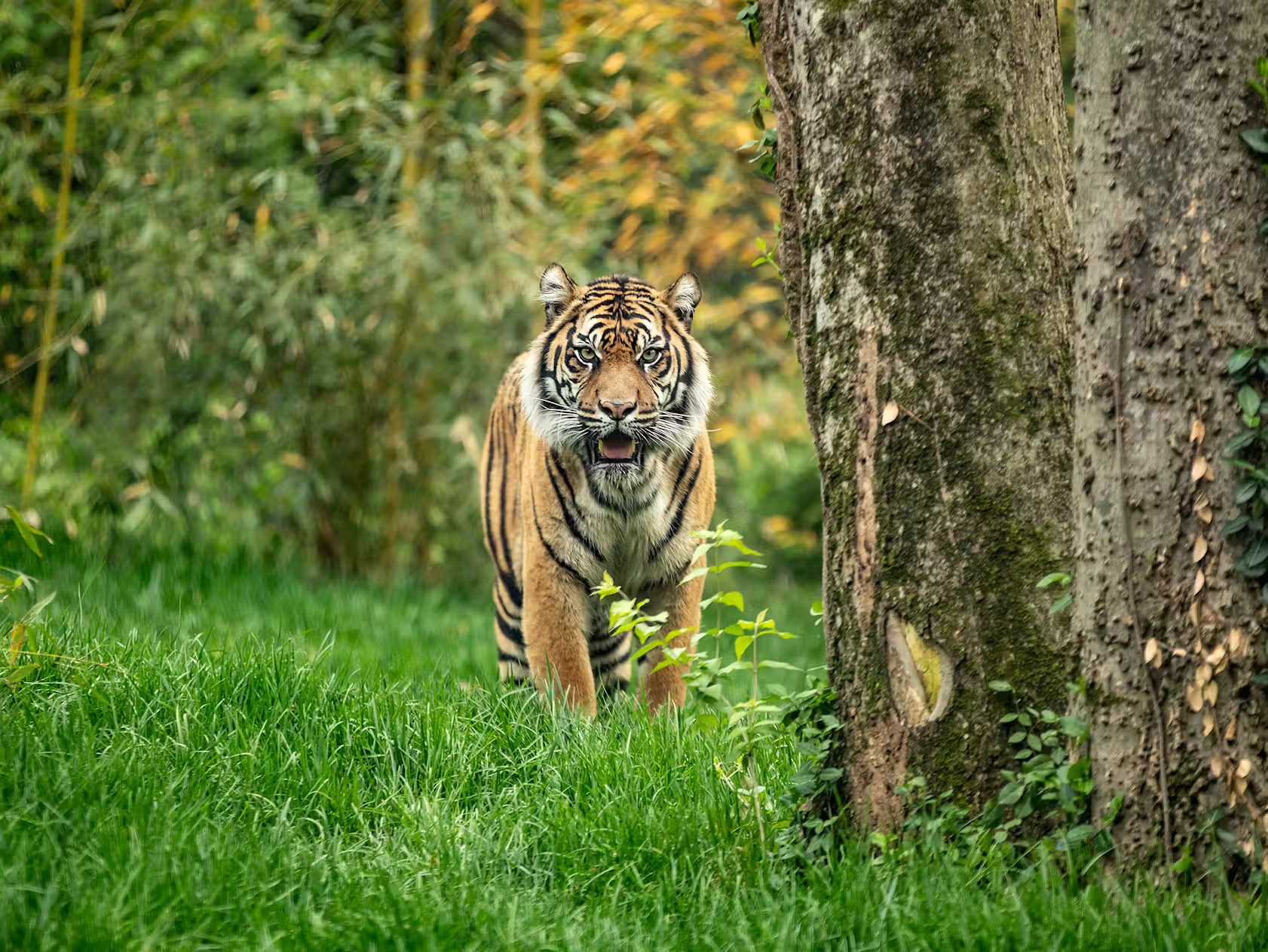 Nashville Zoo Fast Track Ticket