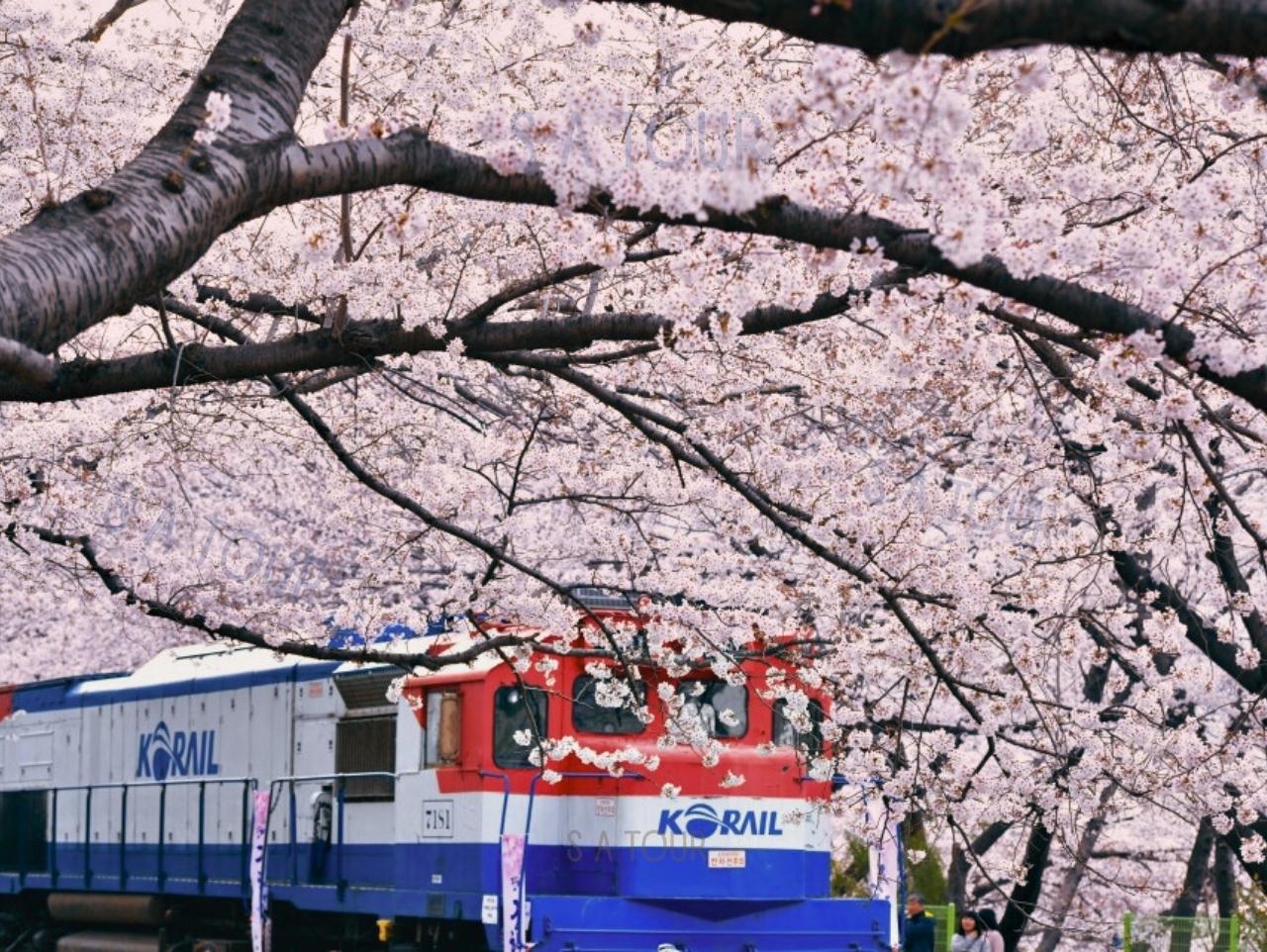 Jinhae Gunhangje Cherry Blossom Festival Day Tour from Seoul/Busan 